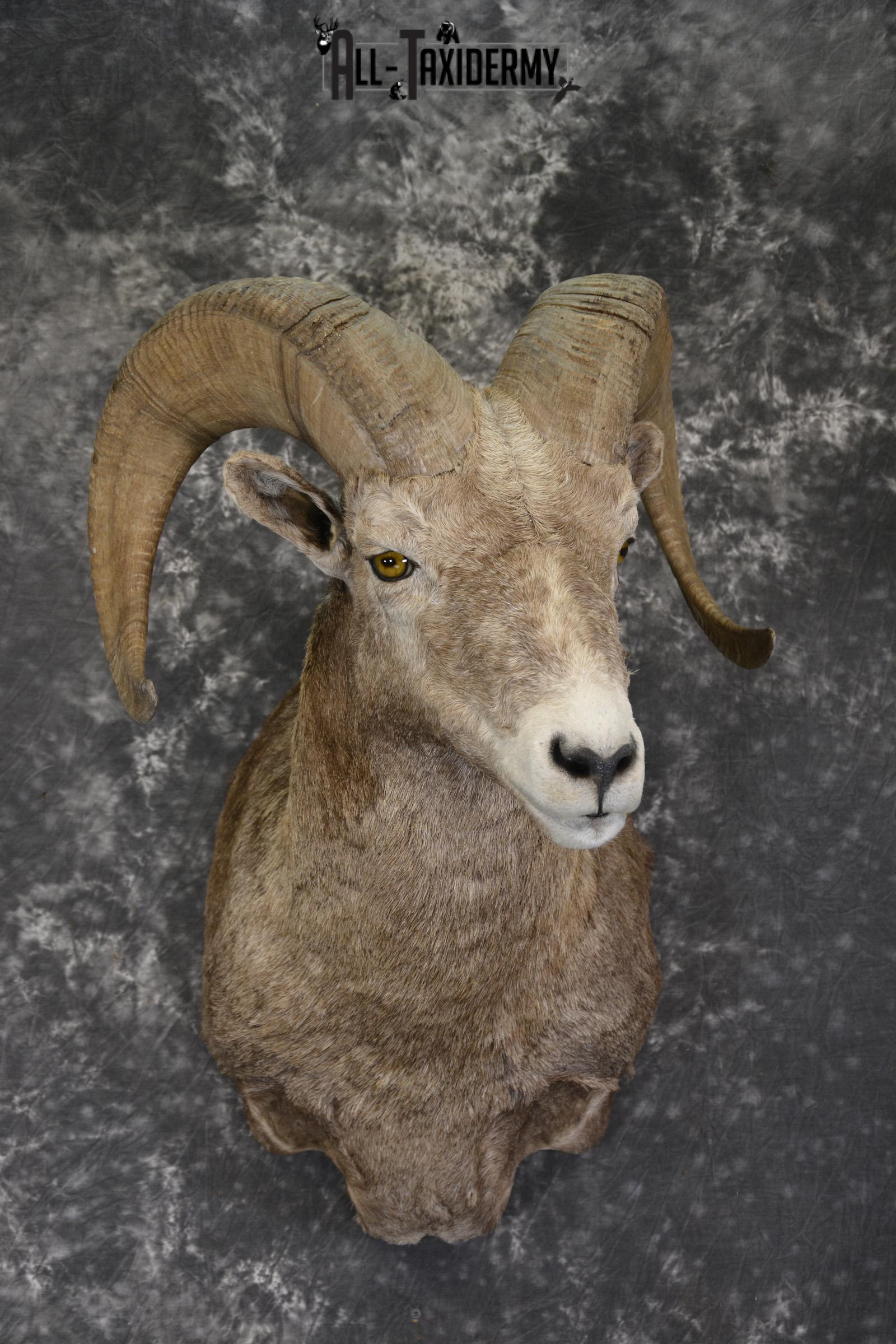 Bighorn Sheep Shoulder Mount