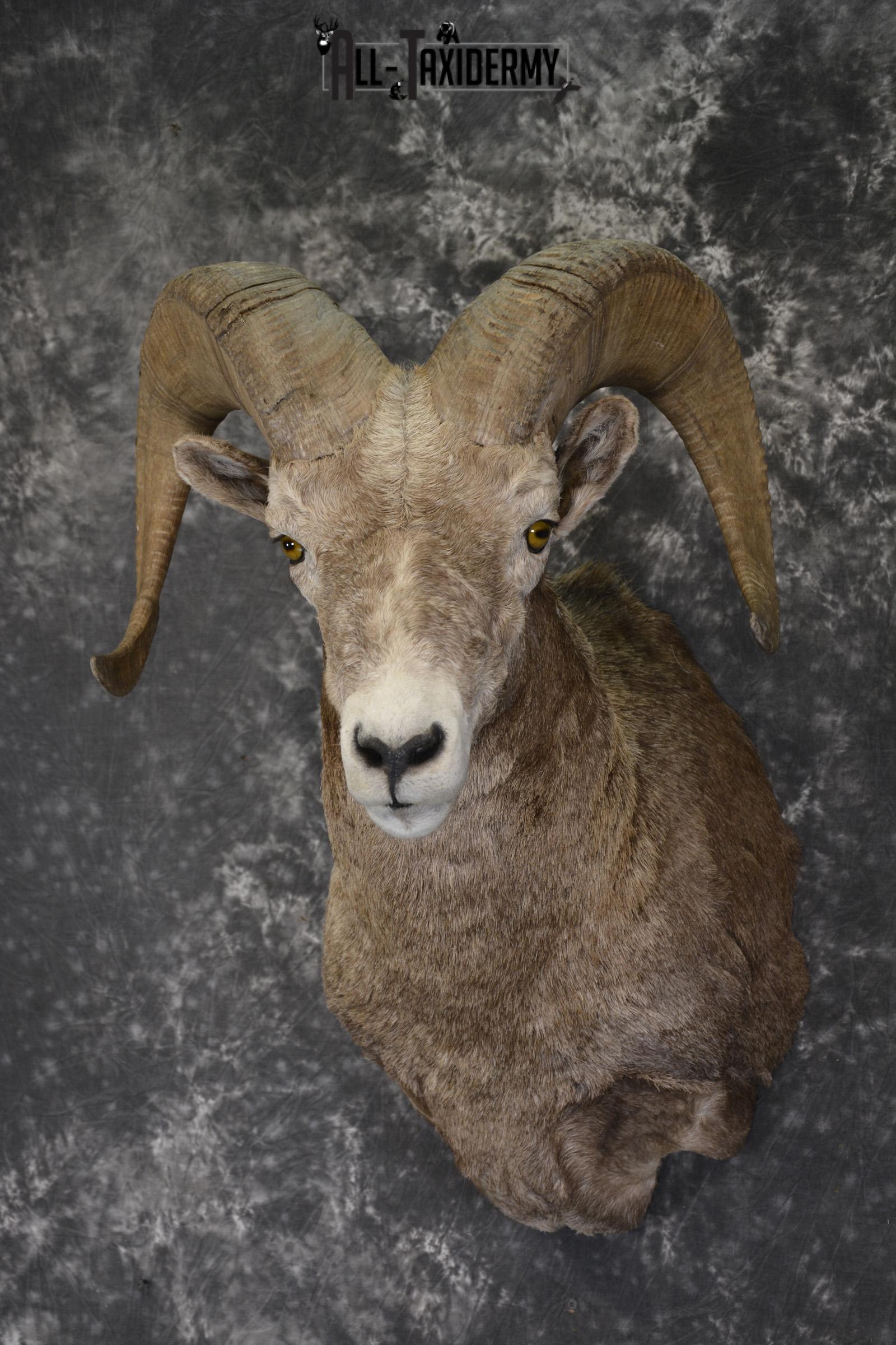 Rocky Mountian Bighorn Sheep taxidermy shoulder mount for sale * SKU 2066 - Image 8
