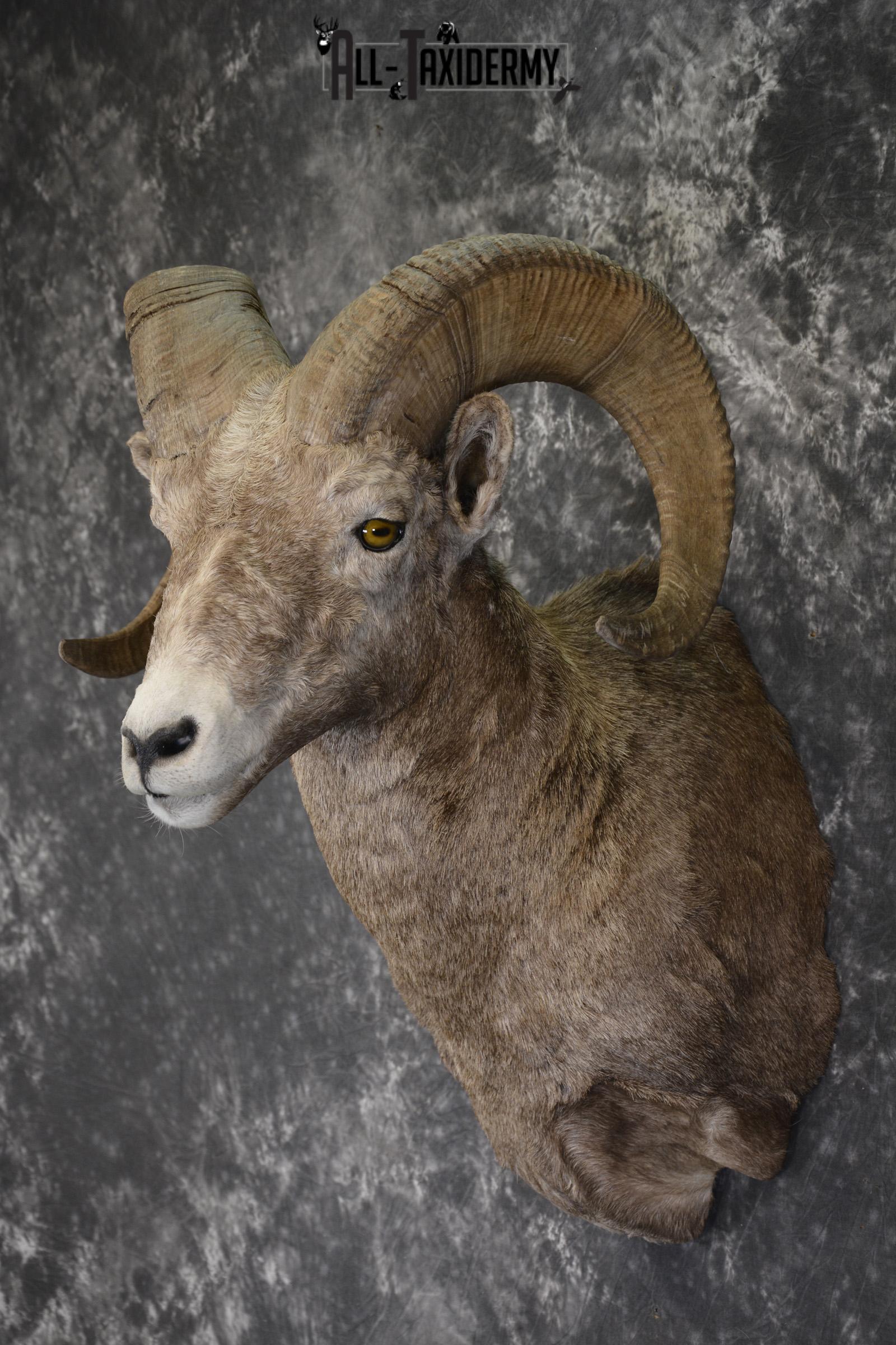 Rocky Mountian Bighorn Sheep taxidermy shoulder mount for sale * SKU 2066 - Image 7