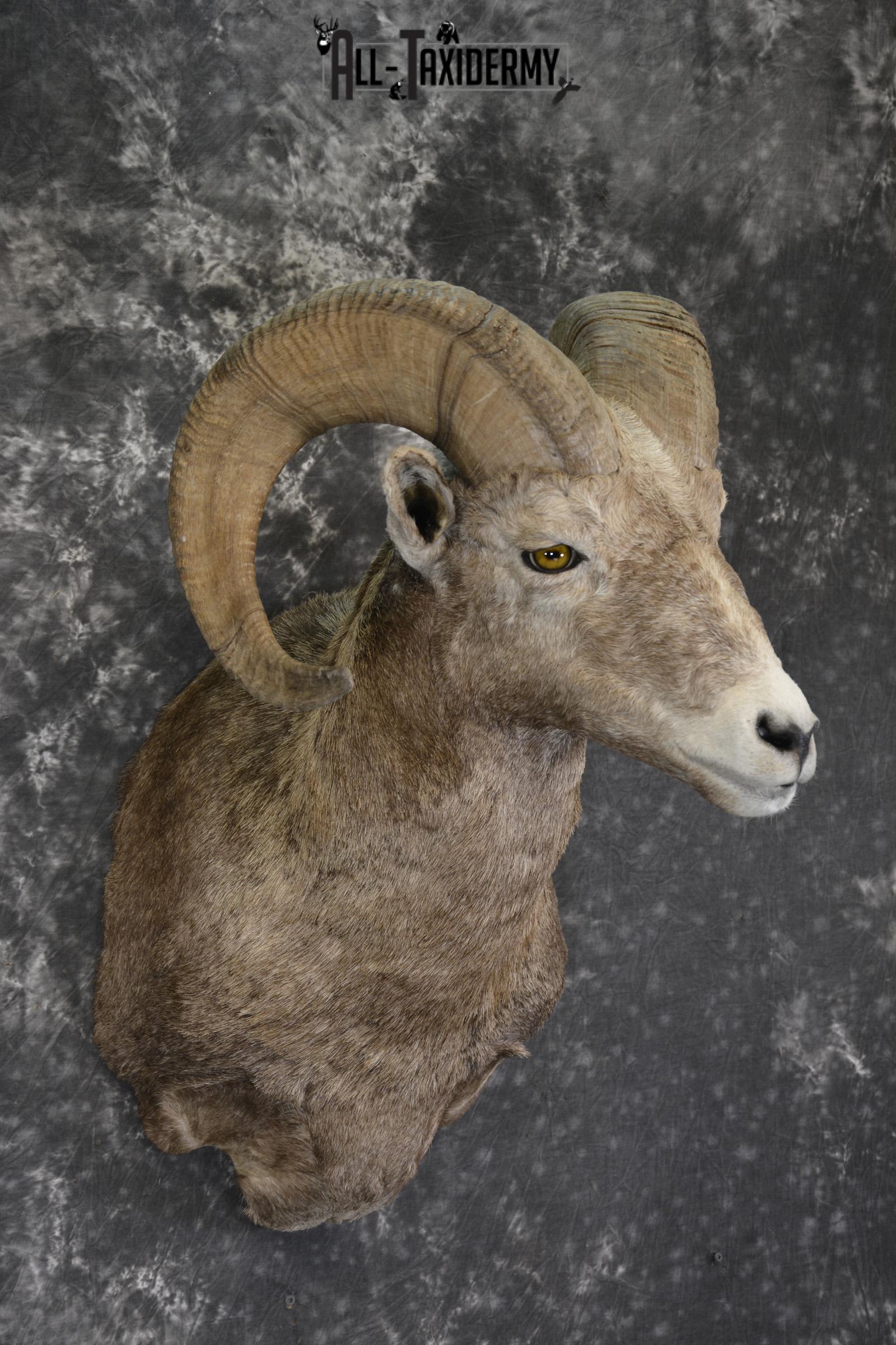 Rocky Mountian Bighorn Sheep taxidermy shoulder mount for sale * SKU 2066 - Image 6