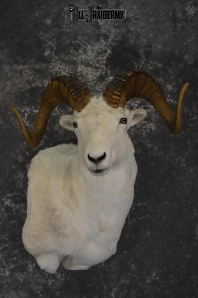 Dall Sheep wall pedestal taxidermy shoulder mount for sale * SKU 2065