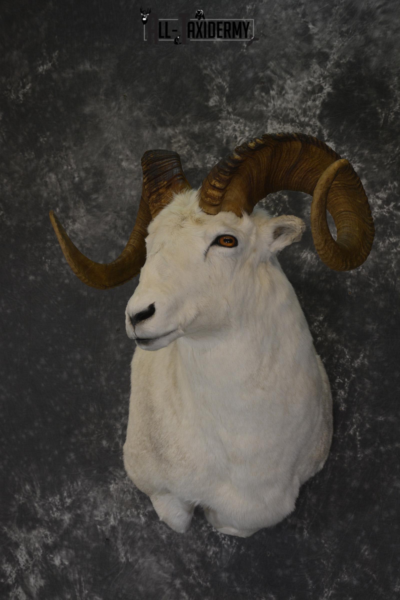 Dall Sheep wall pedestal taxidermy shoulder mount for sale * SKU 2065 - Image 8