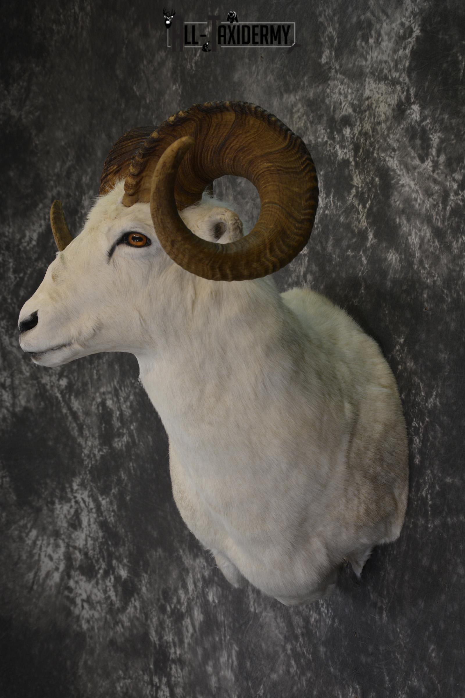Dall Sheep wall pedestal taxidermy shoulder mount for sale * SKU 2065 - Image 7
