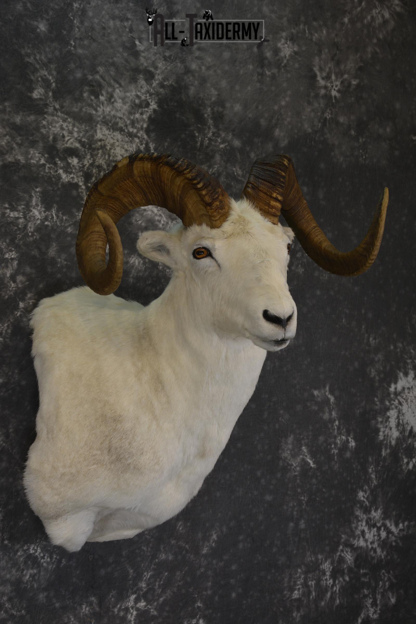 Dall Sheep wall pedestal taxidermy shoulder mount for sale * SKU 2065 - Image 6
