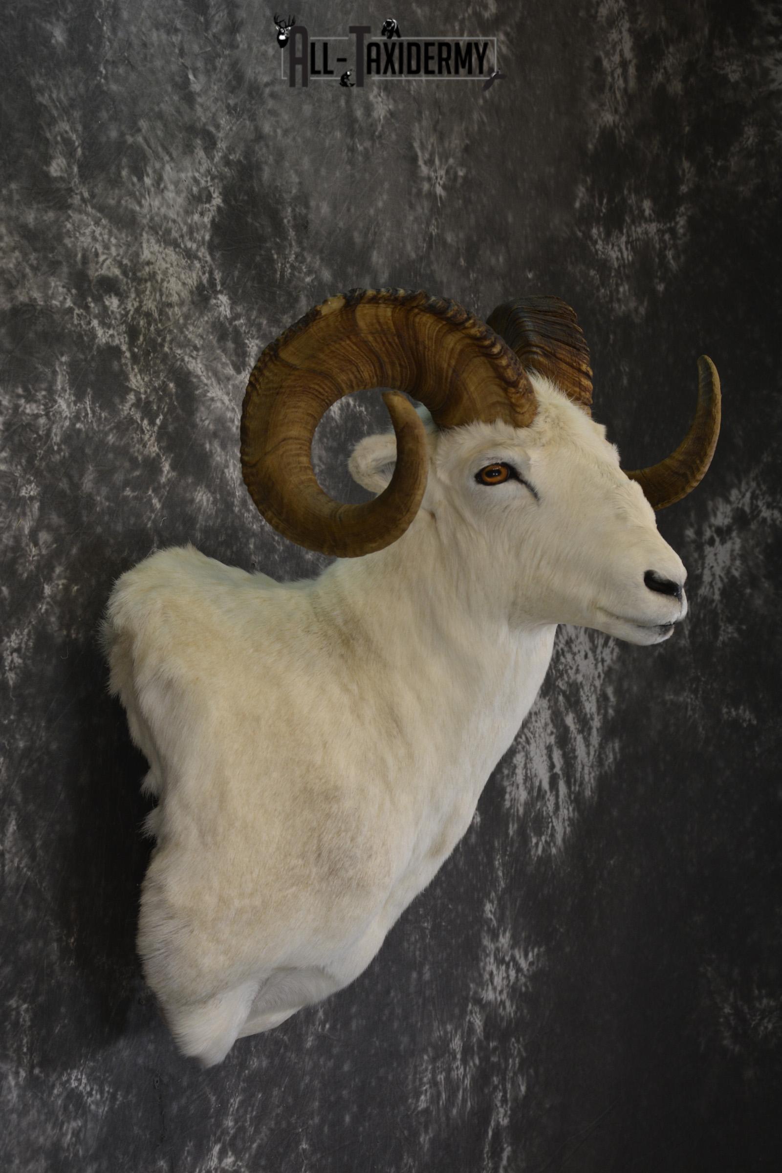 Dall Sheep wall pedestal taxidermy shoulder mount for sale * SKU 2065 - Image 5