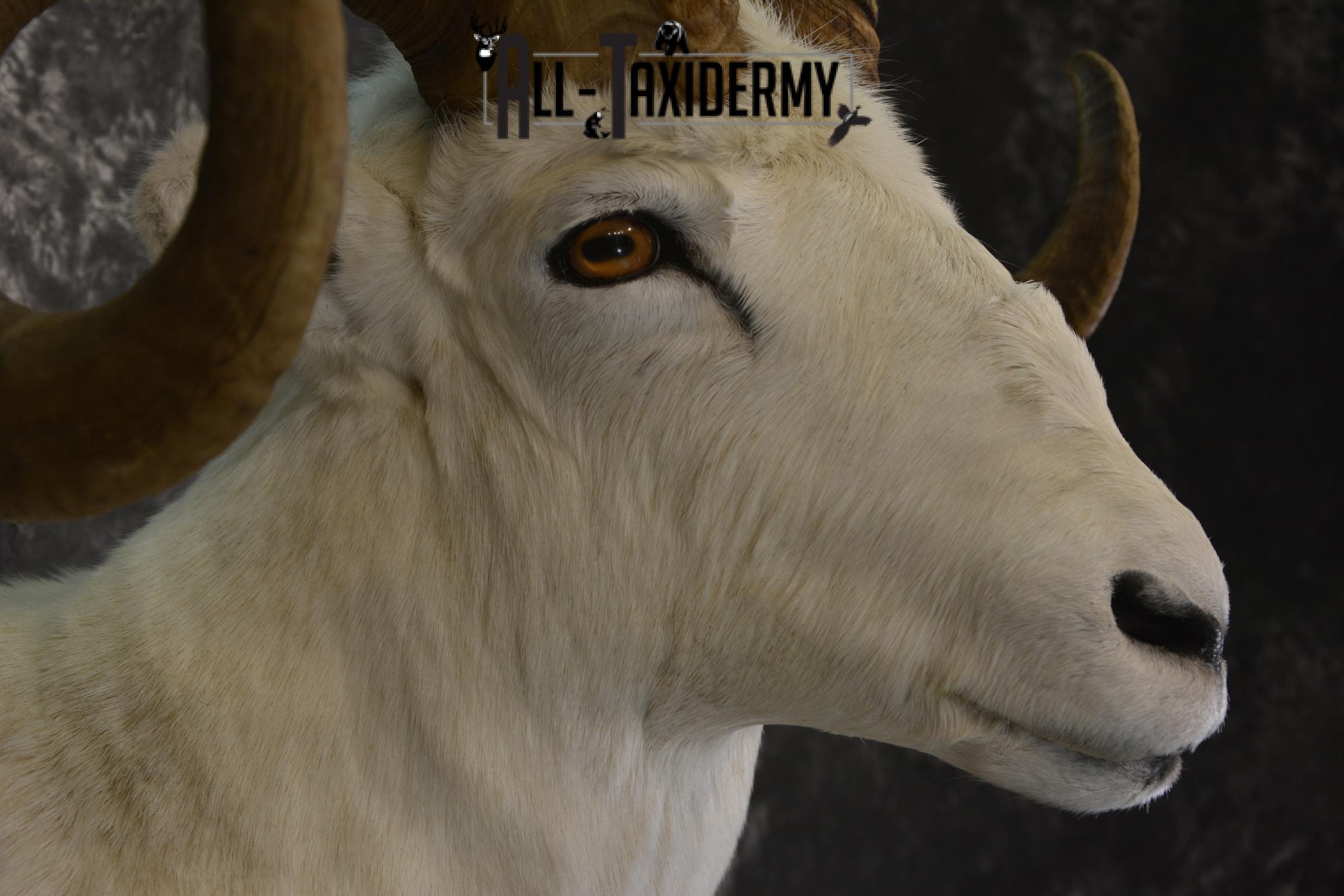 Dall Sheep wall pedestal taxidermy shoulder mount for sale * SKU 2065 - Image 4