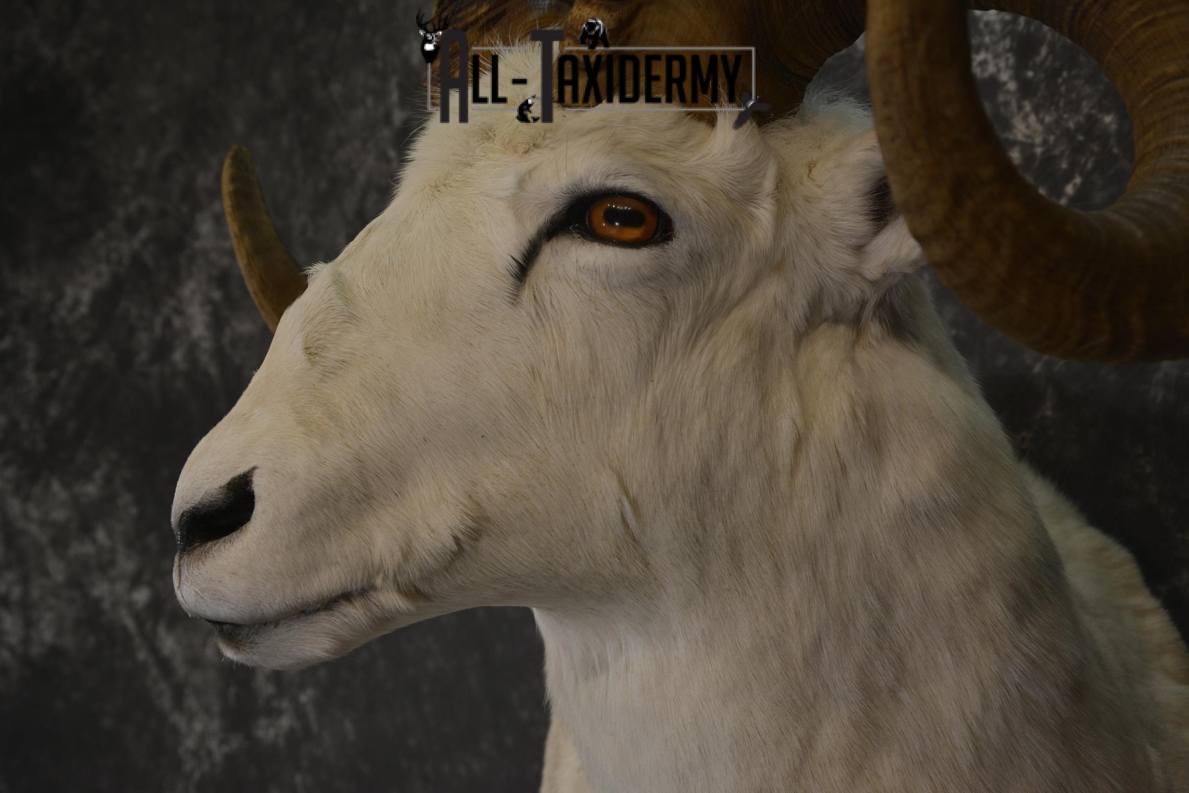 Dall Sheep wall pedestal taxidermy shoulder mount for sale * SKU 2065 - Image 3