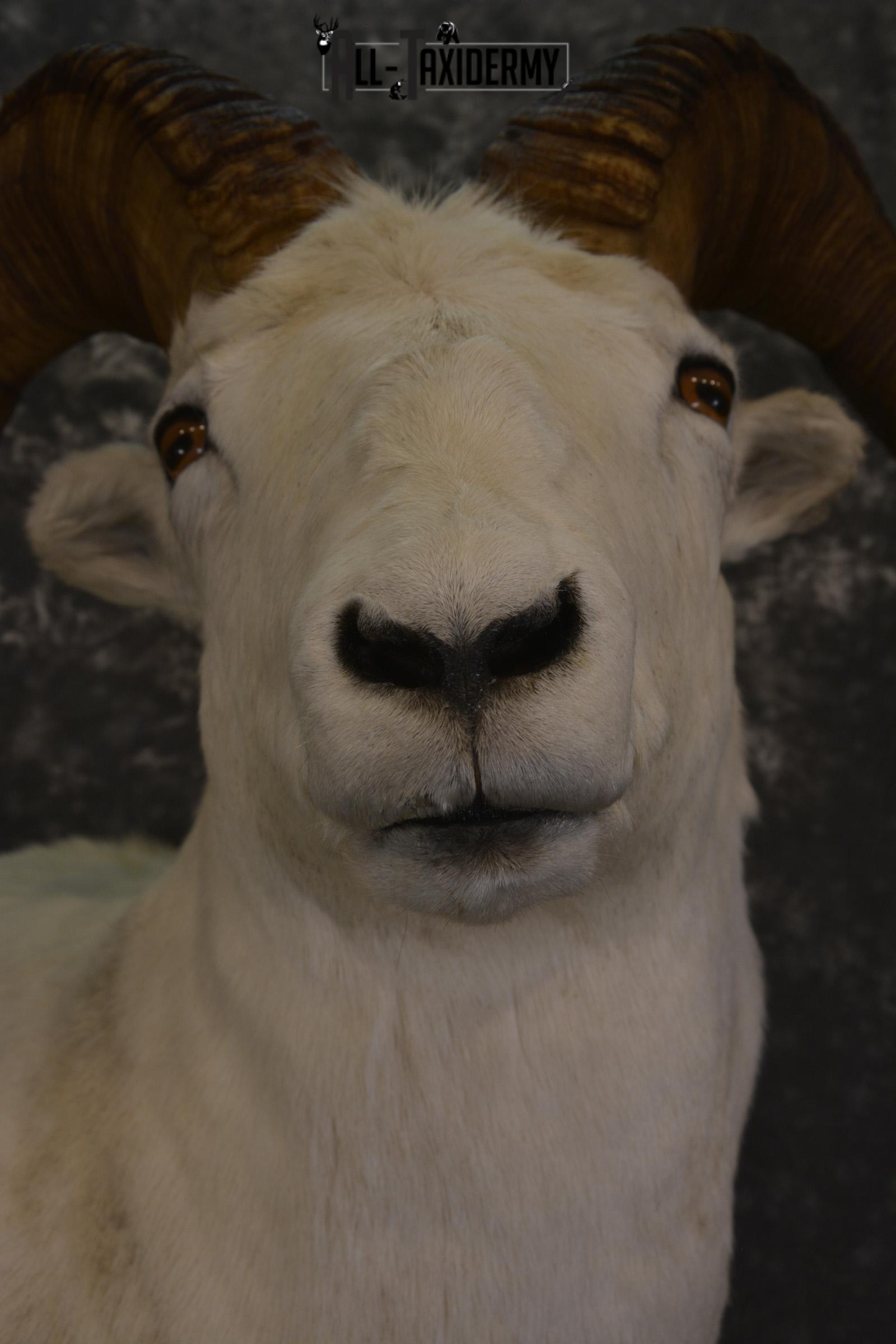 Dall Sheep wall pedestal taxidermy shoulder mount for sale * SKU 2065 - Image 2