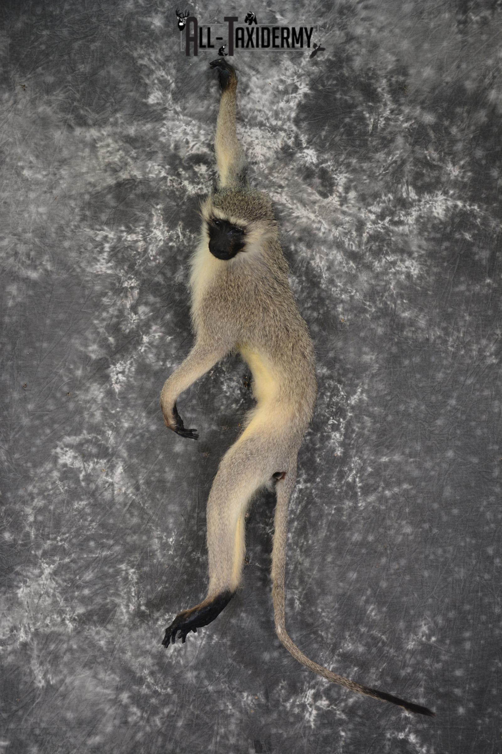 Vervet monkey full body taxidermy mount for sale * SKU 2064