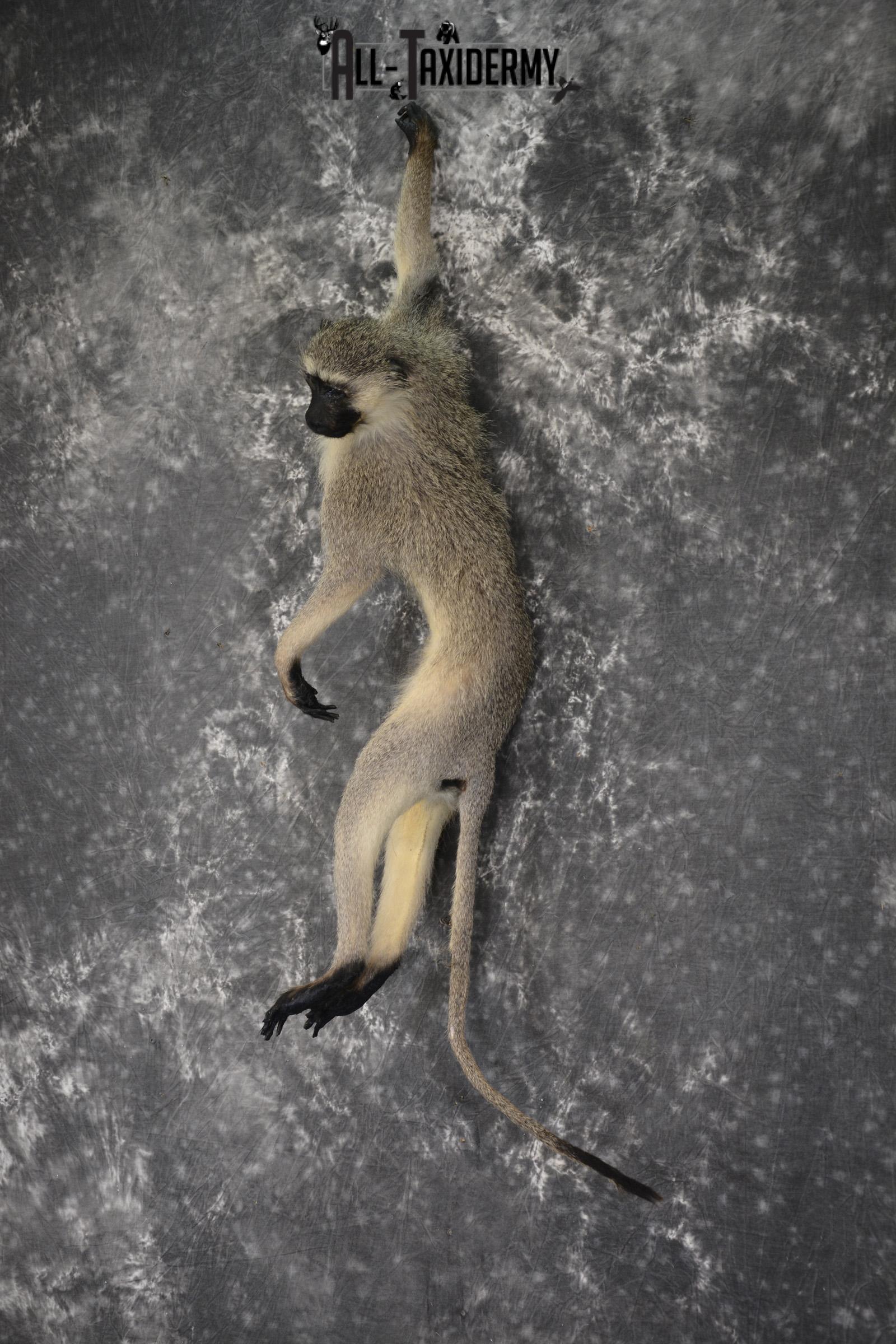 Vervet monkey full body taxidermy mount for sale * SKU 2064 - Image 7