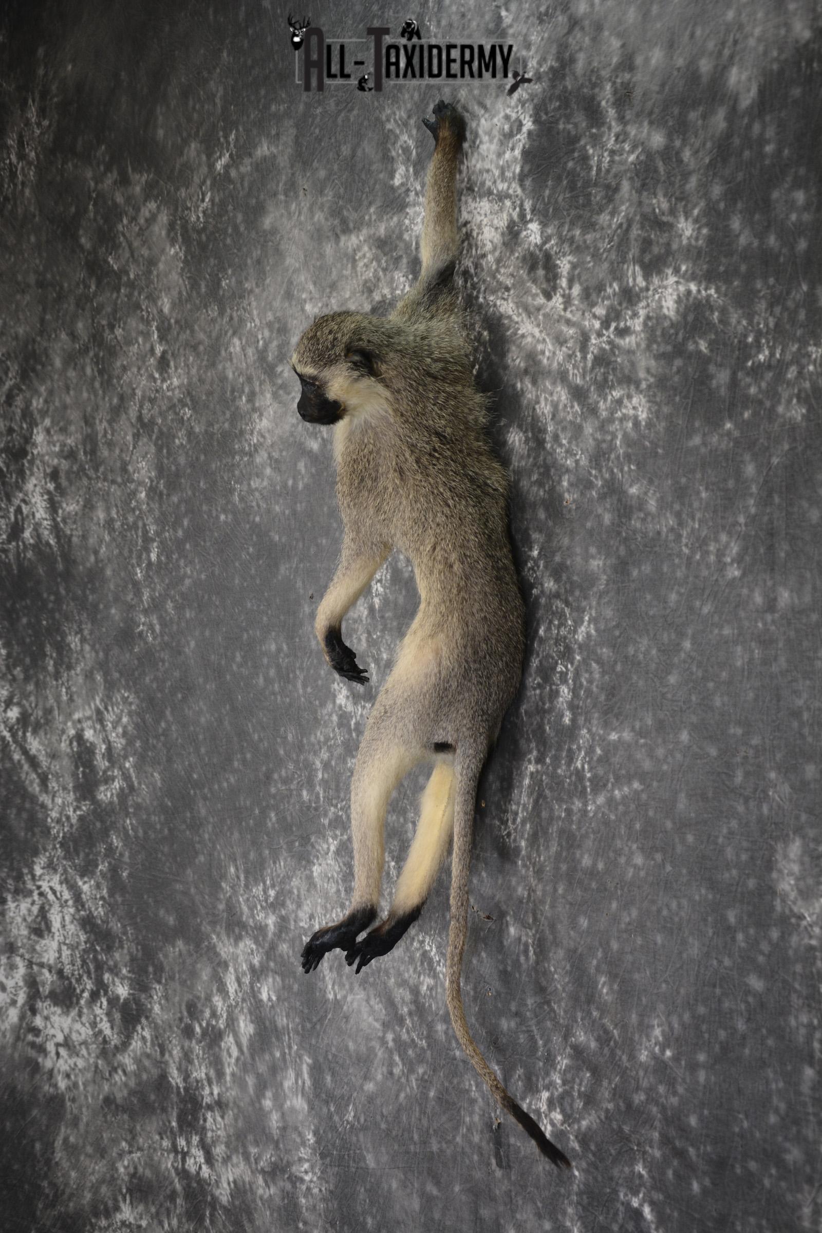 Vervet monkey full body taxidermy mount for sale * SKU 2064 - Image 6