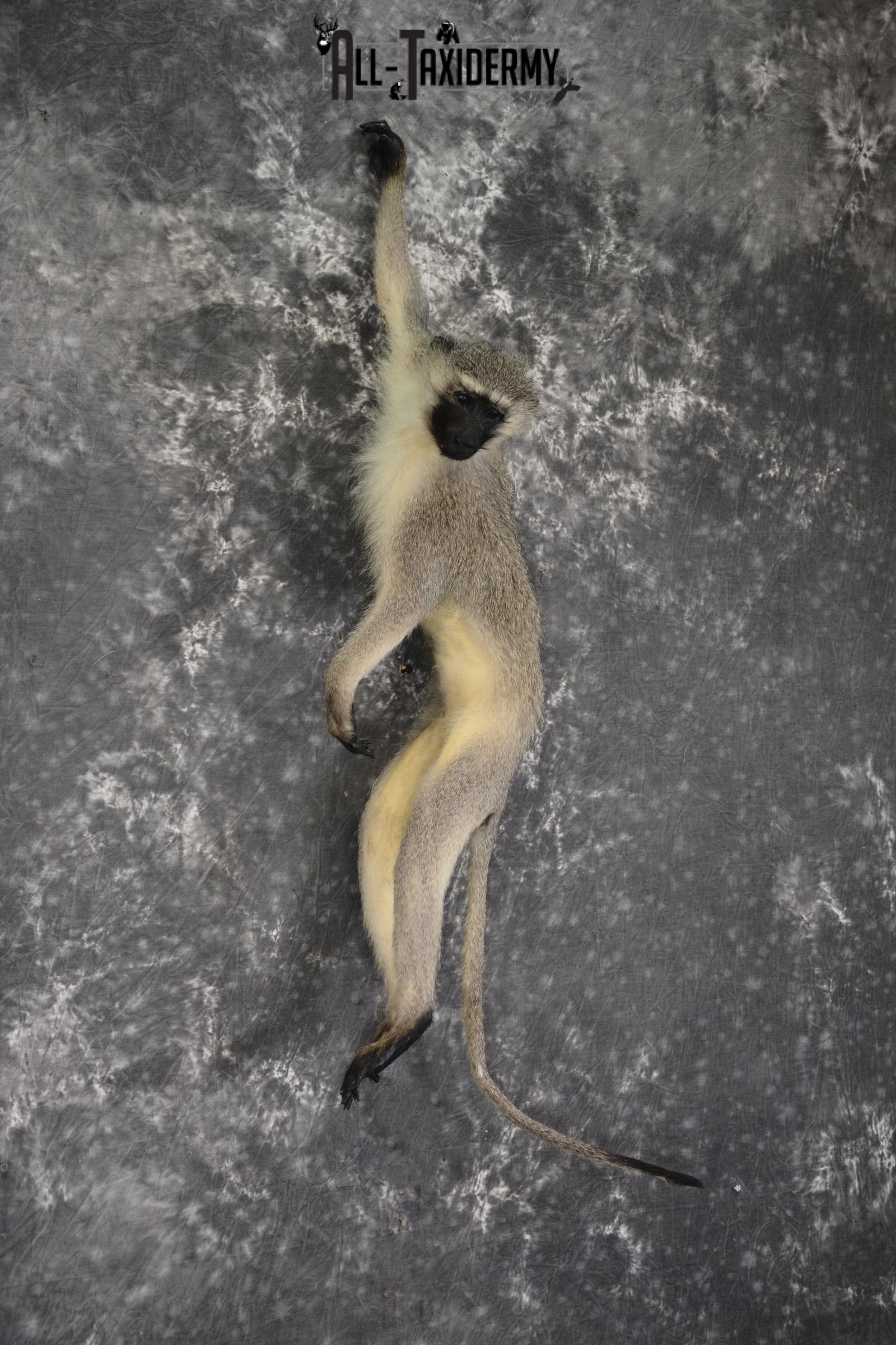Vervet monkey full body taxidermy mount for sale * SKU 2064 - Image 5