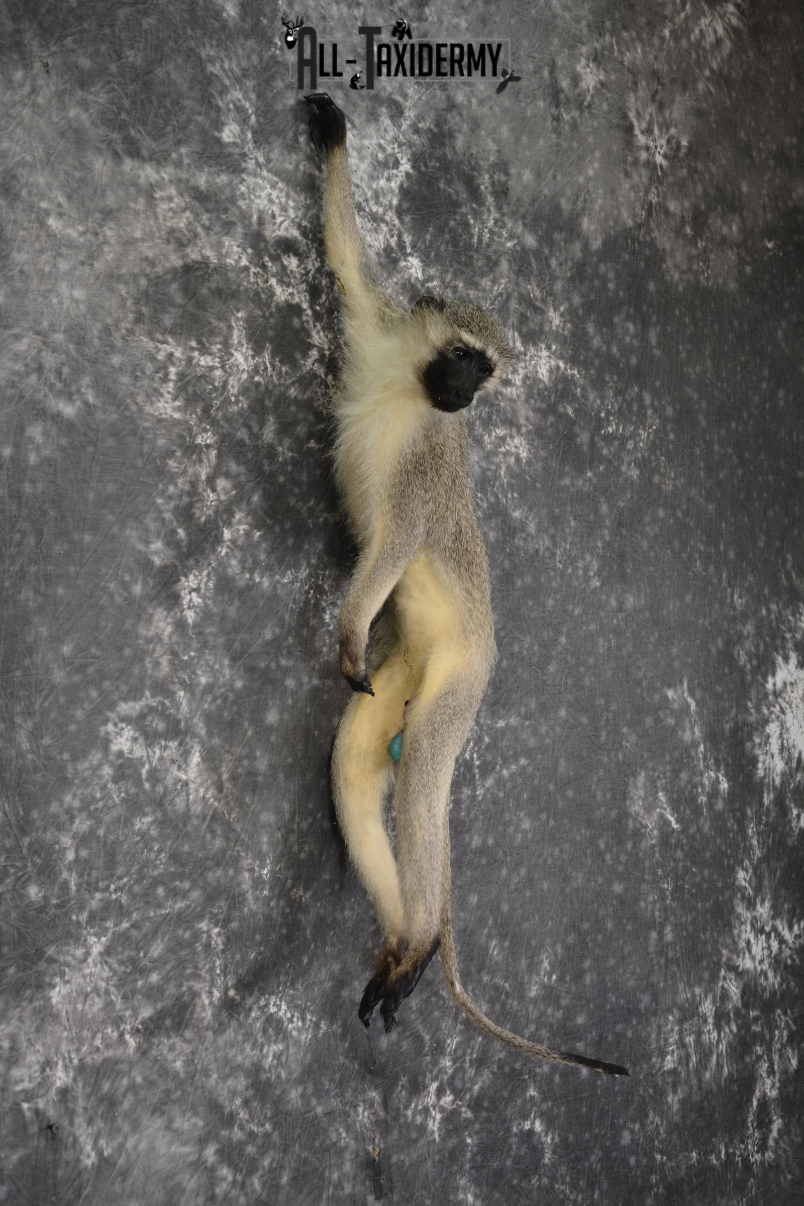 Vervet monkey full body taxidermy mount for sale * SKU 2064 - Image 4