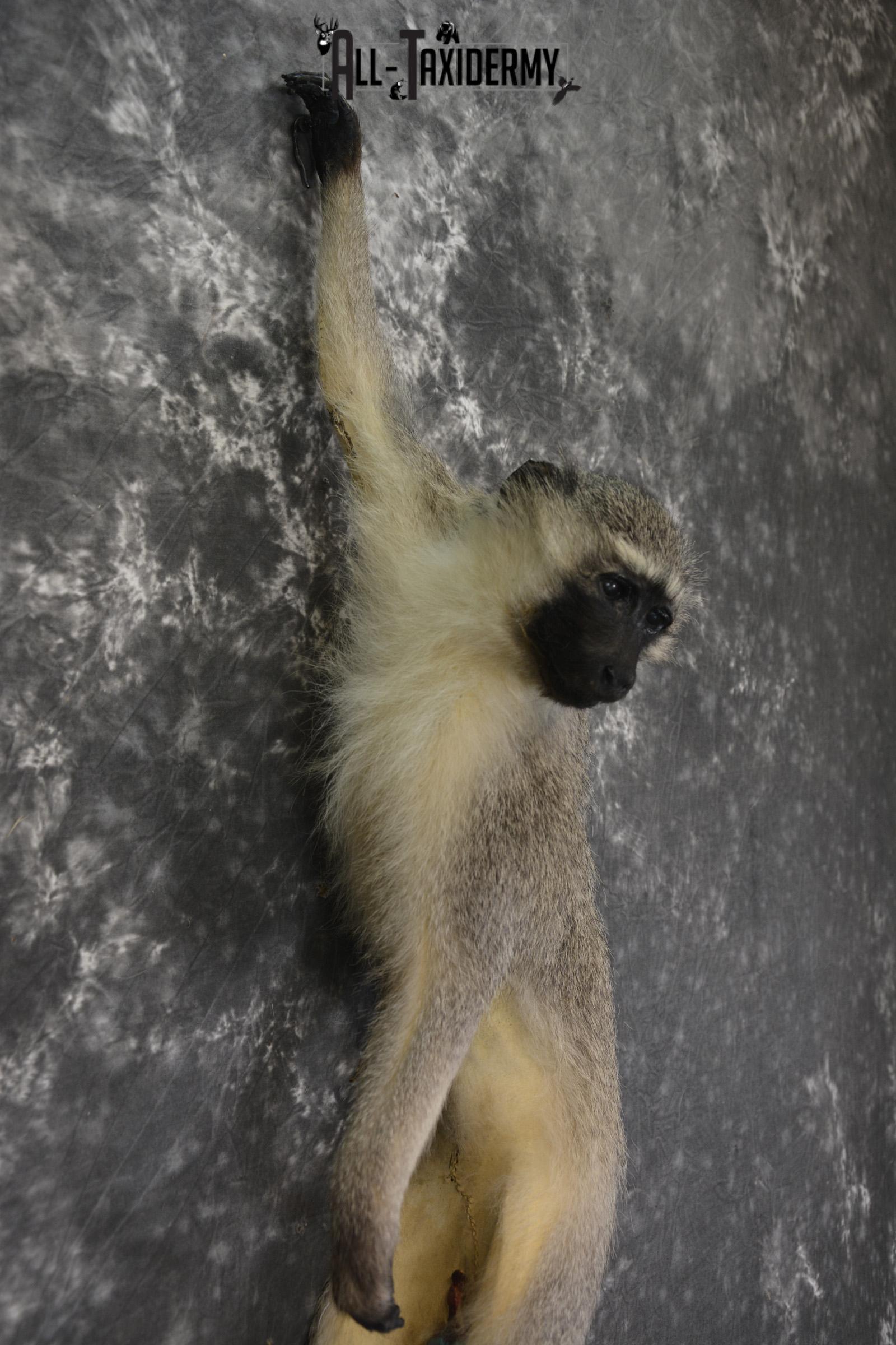 Vervet monkey full body taxidermy mount for sale * SKU 2064 - Image 3