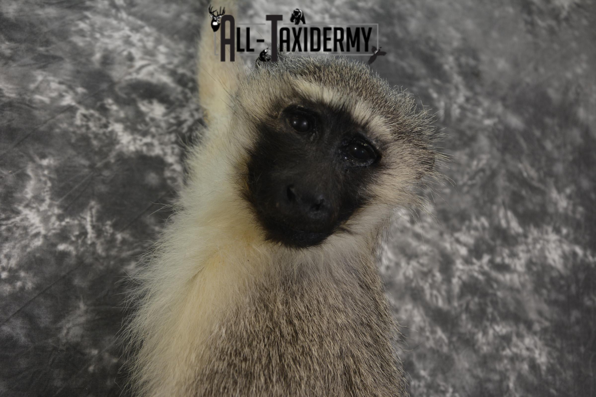 Vervet monkey full body taxidermy mount for sale * SKU 2064 - Image 2