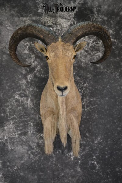 African Aoudad taxidermy shoulder mount for sale * SKU 2063