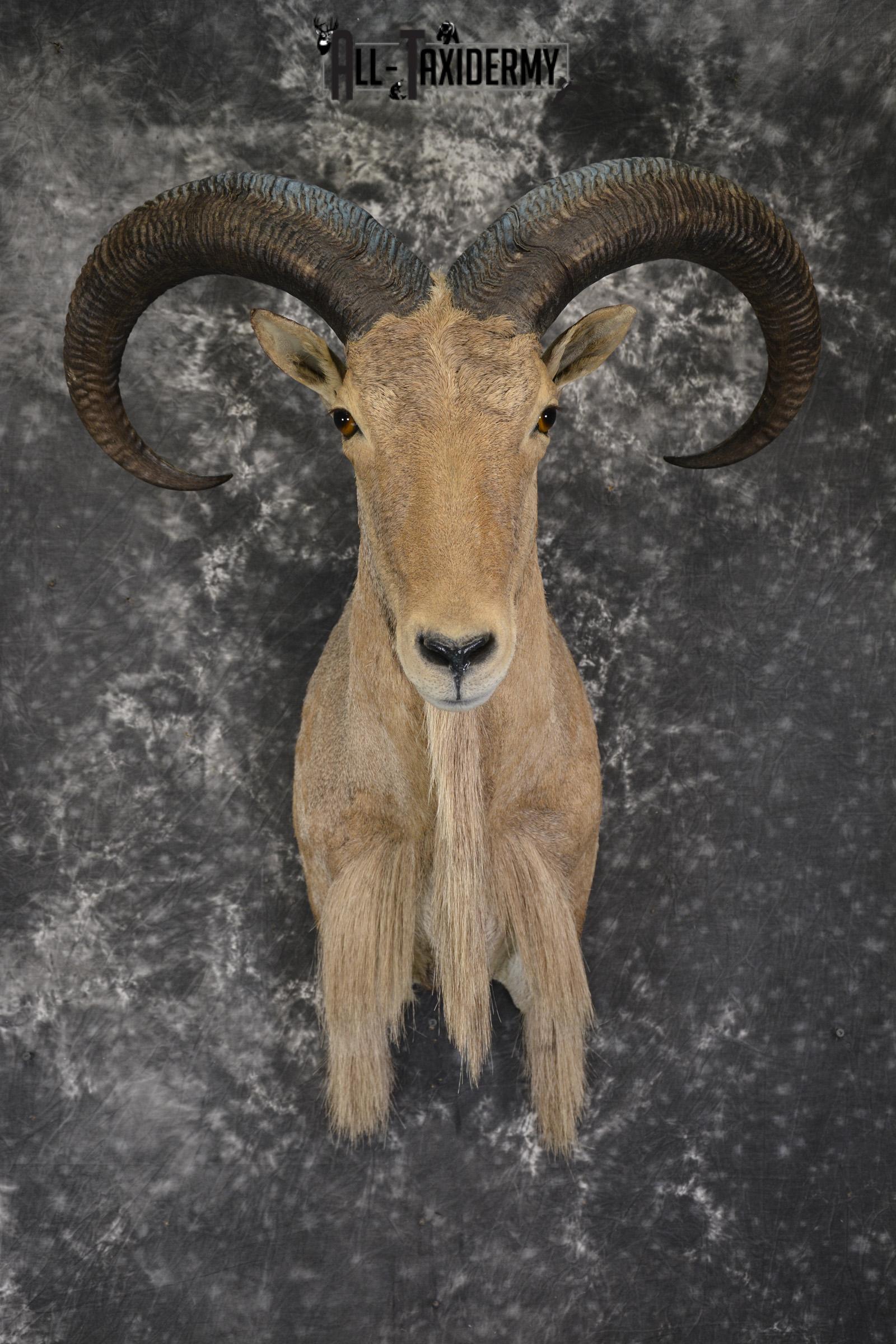 African Aoudad taxidermy shoulder mount for sale * SKU 2063