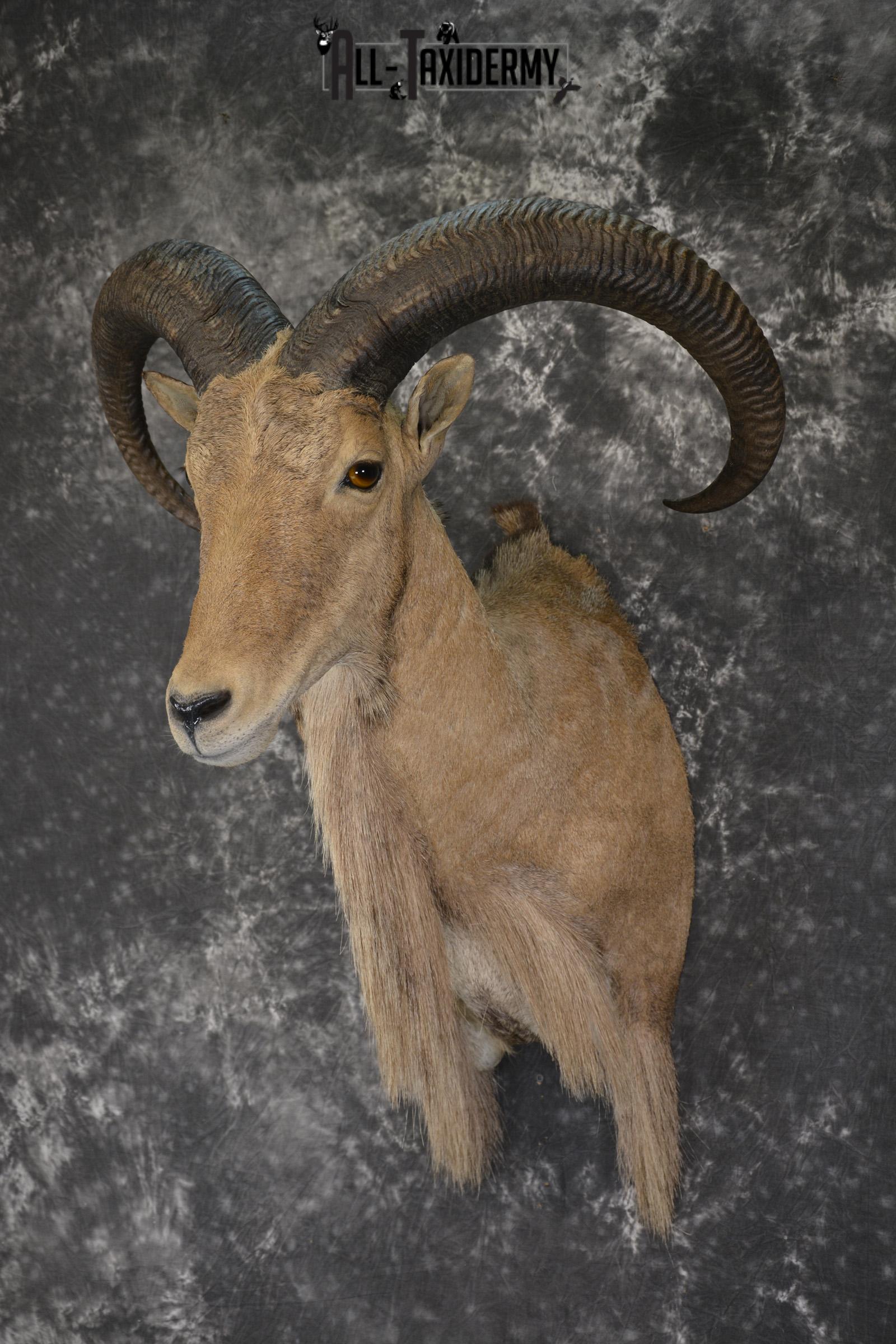 African Aoudad taxidermy shoulder mount for sale * SKU 2063 - Image 8