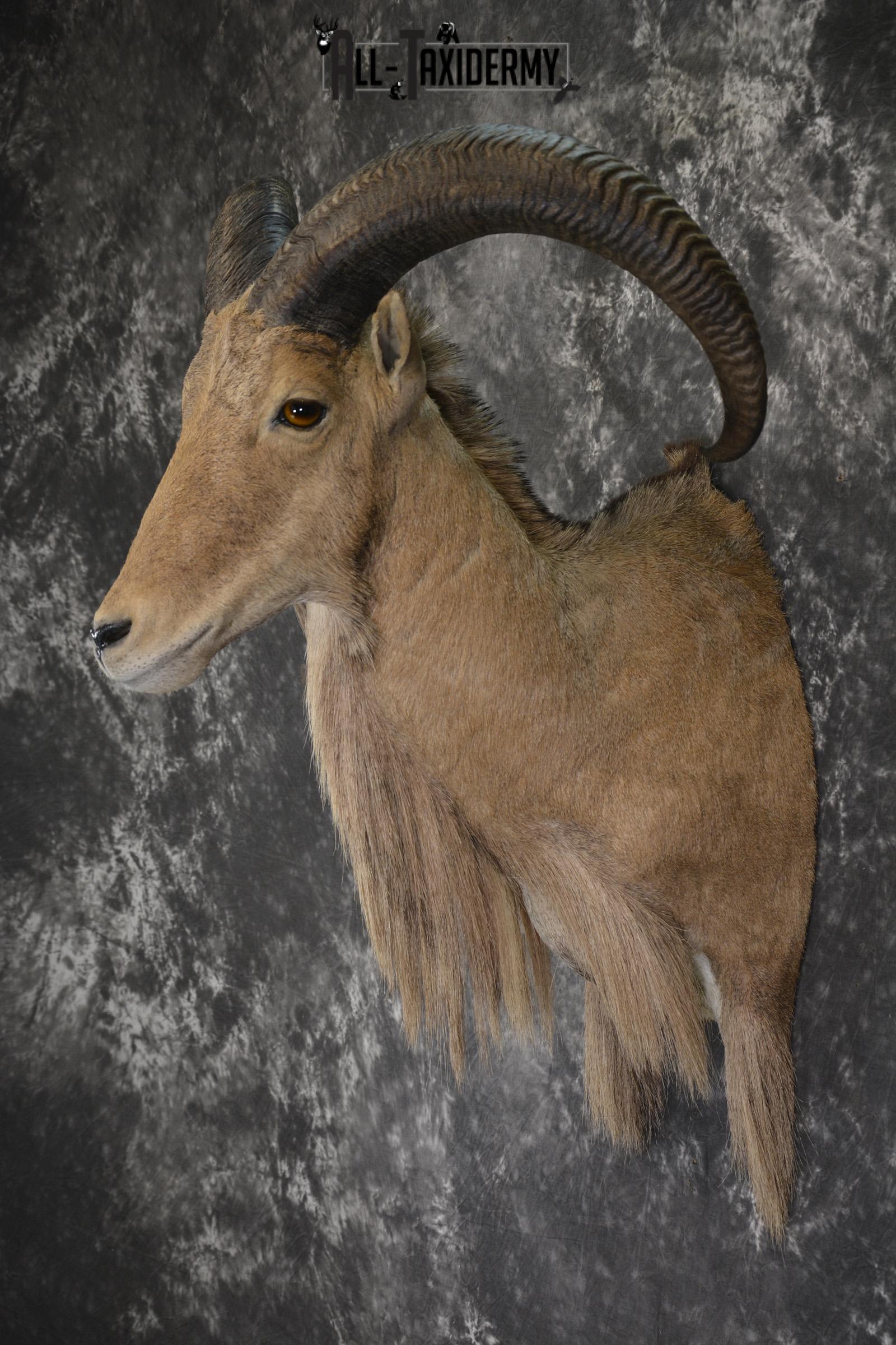 African Aoudad taxidermy shoulder mount for sale * SKU 2063 - Image 7