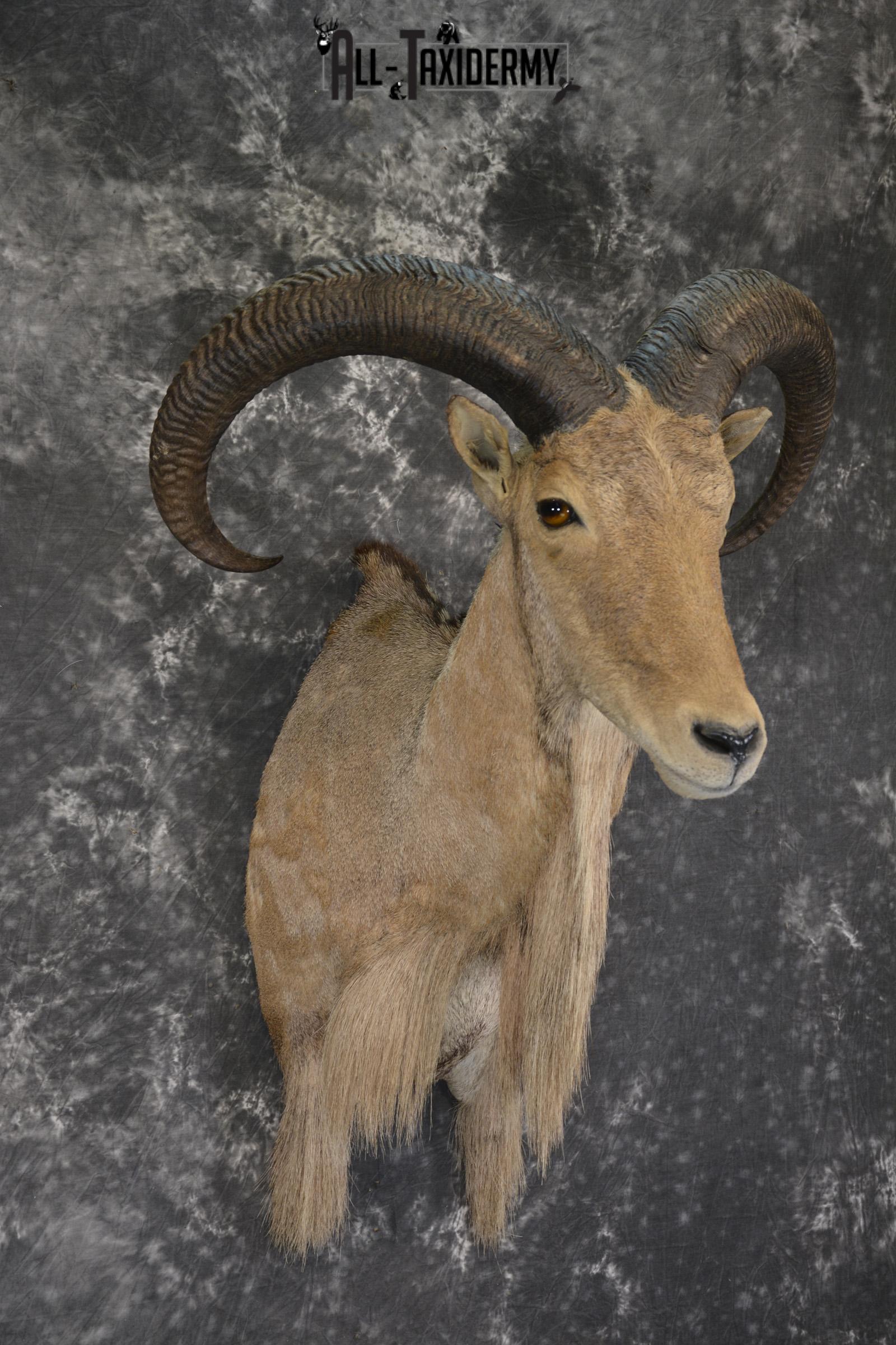 African Aoudad taxidermy shoulder mount for sale * SKU 2063 - Image 6