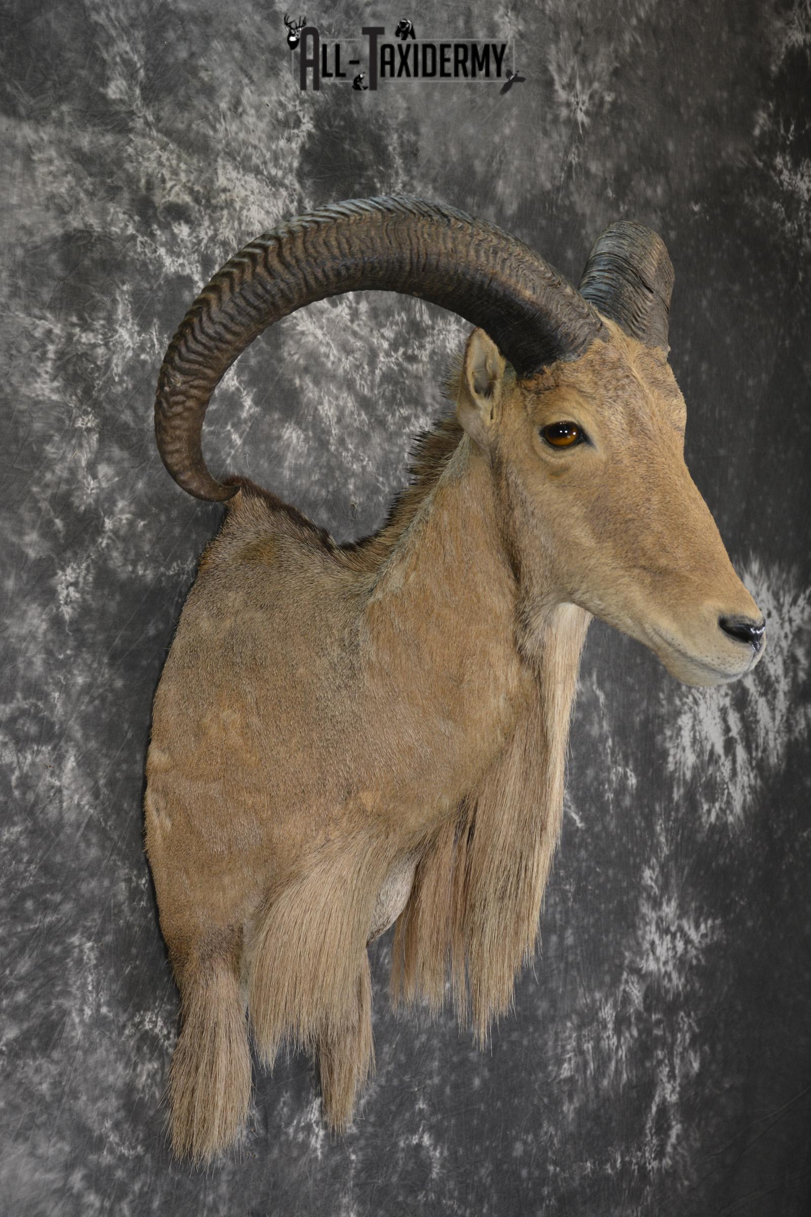 African Aoudad taxidermy shoulder mount for sale * SKU 2063 - Image 5