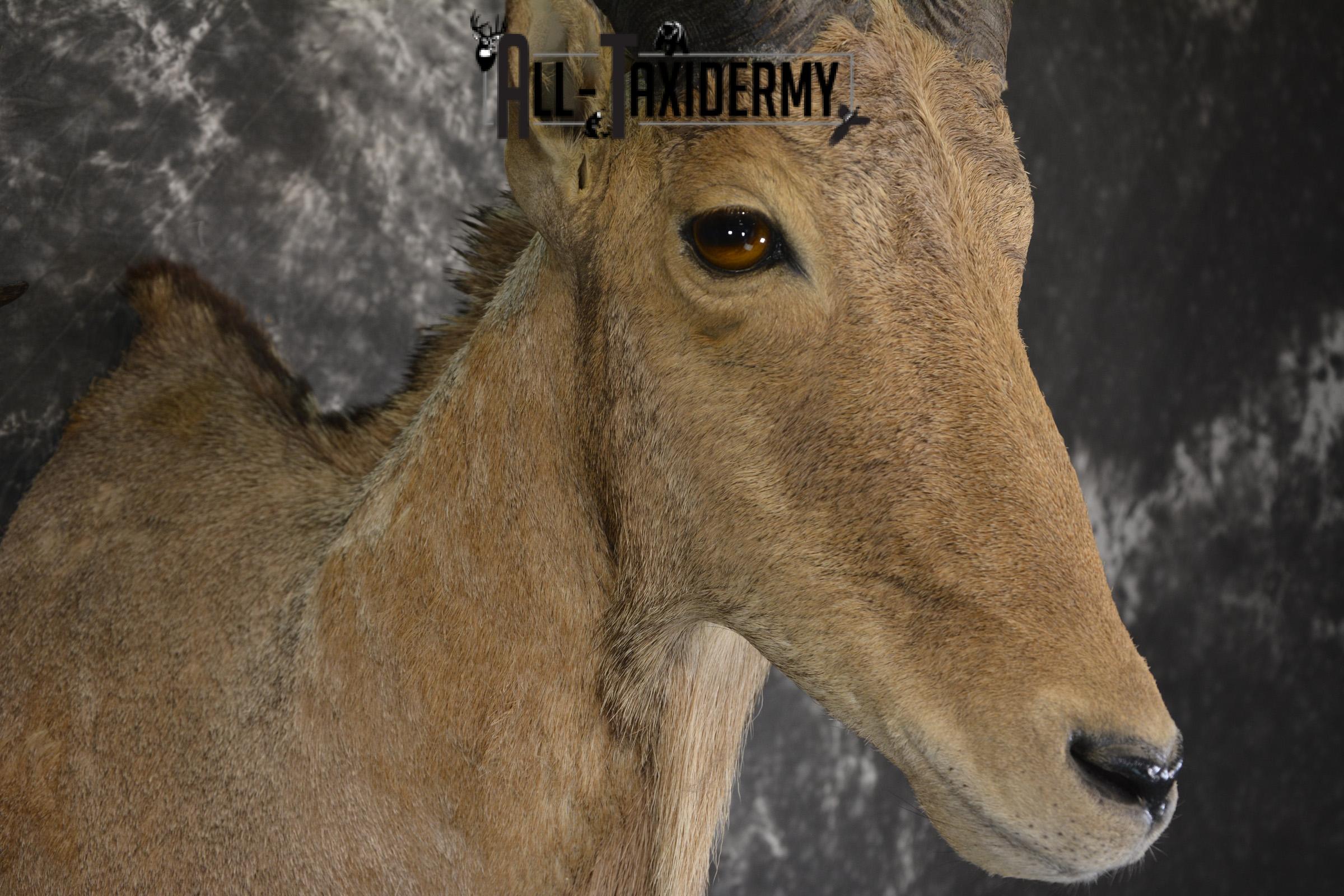 African Aoudad taxidermy shoulder mount for sale * SKU 2063 - Image 4