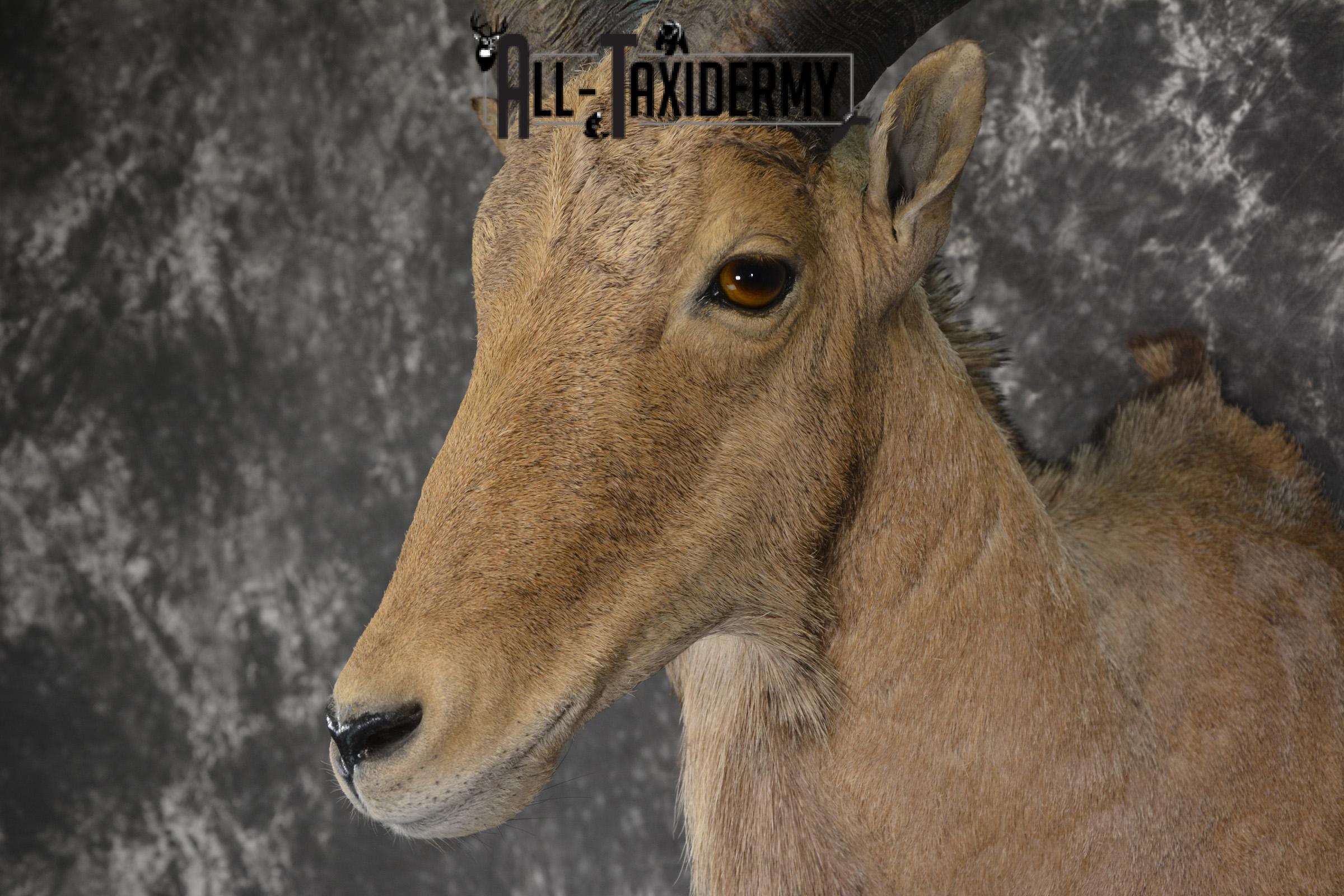 African Aoudad taxidermy shoulder mount for sale * SKU 2063 - Image 3