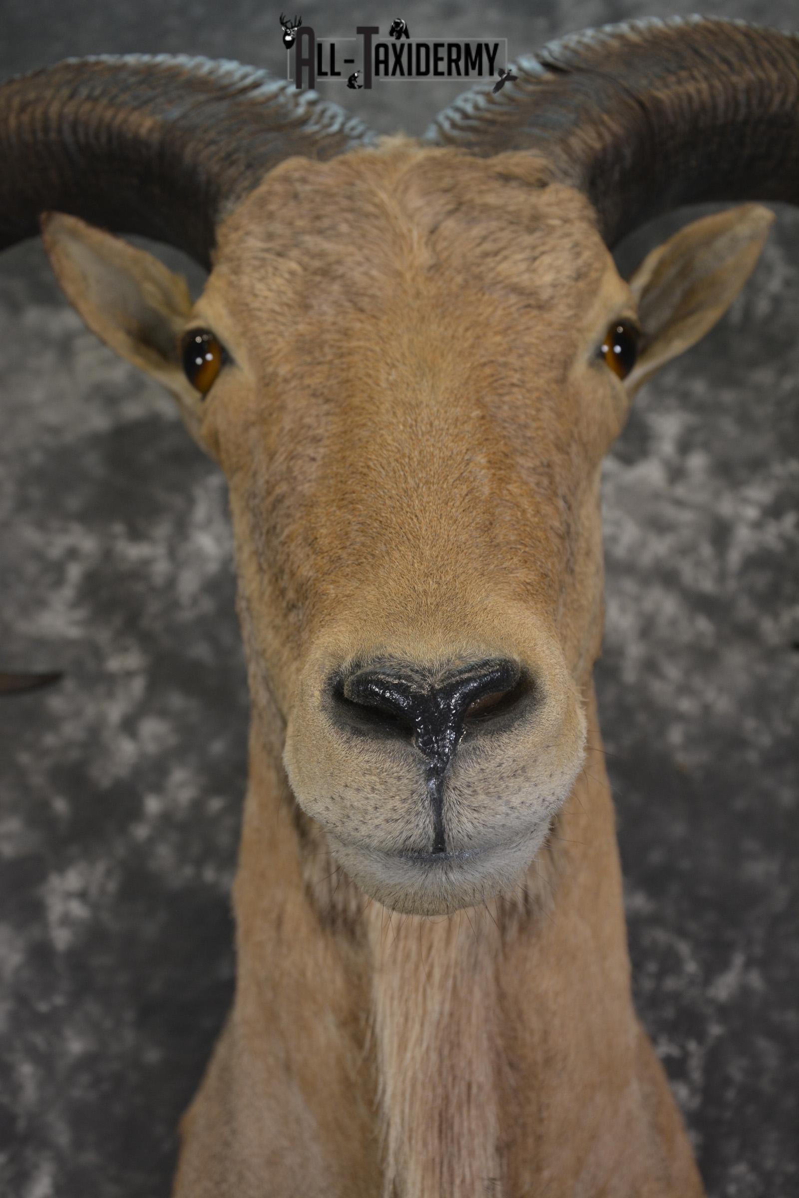 African Aoudad taxidermy shoulder mount for sale * SKU 2063 - Image 2