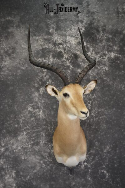 South African Impala taxidermy shoulder mount for sale * SKU 2061