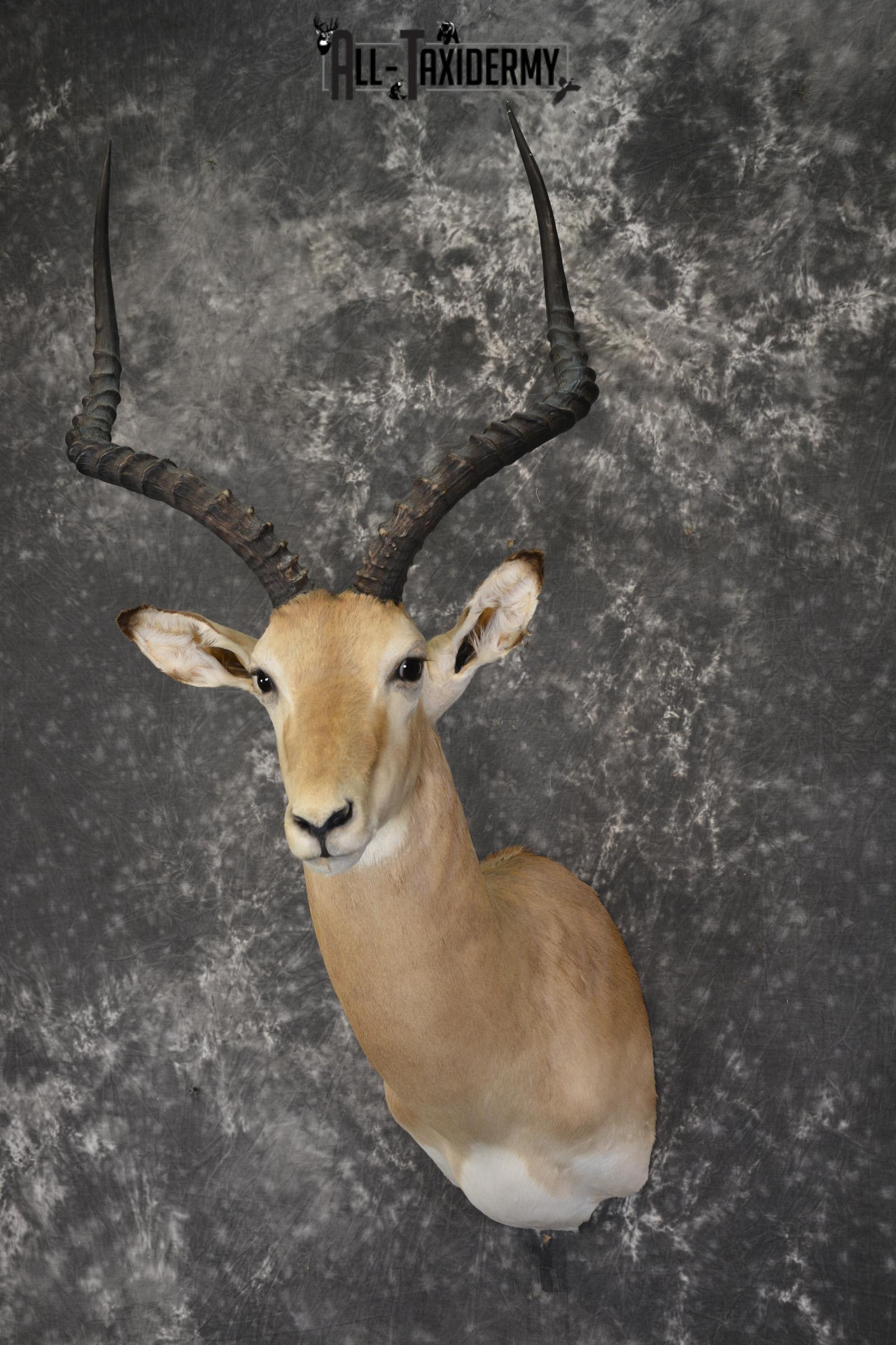 South African Impala taxidermy shoulder mount for sale * SKU 2061 - Image 8