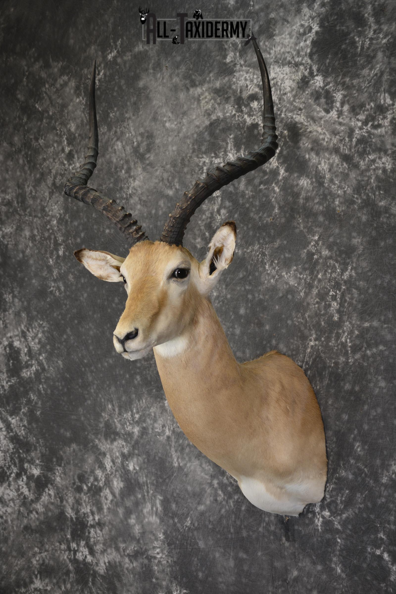 South African Impala taxidermy shoulder mount for sale * SKU 2061 - Image 7