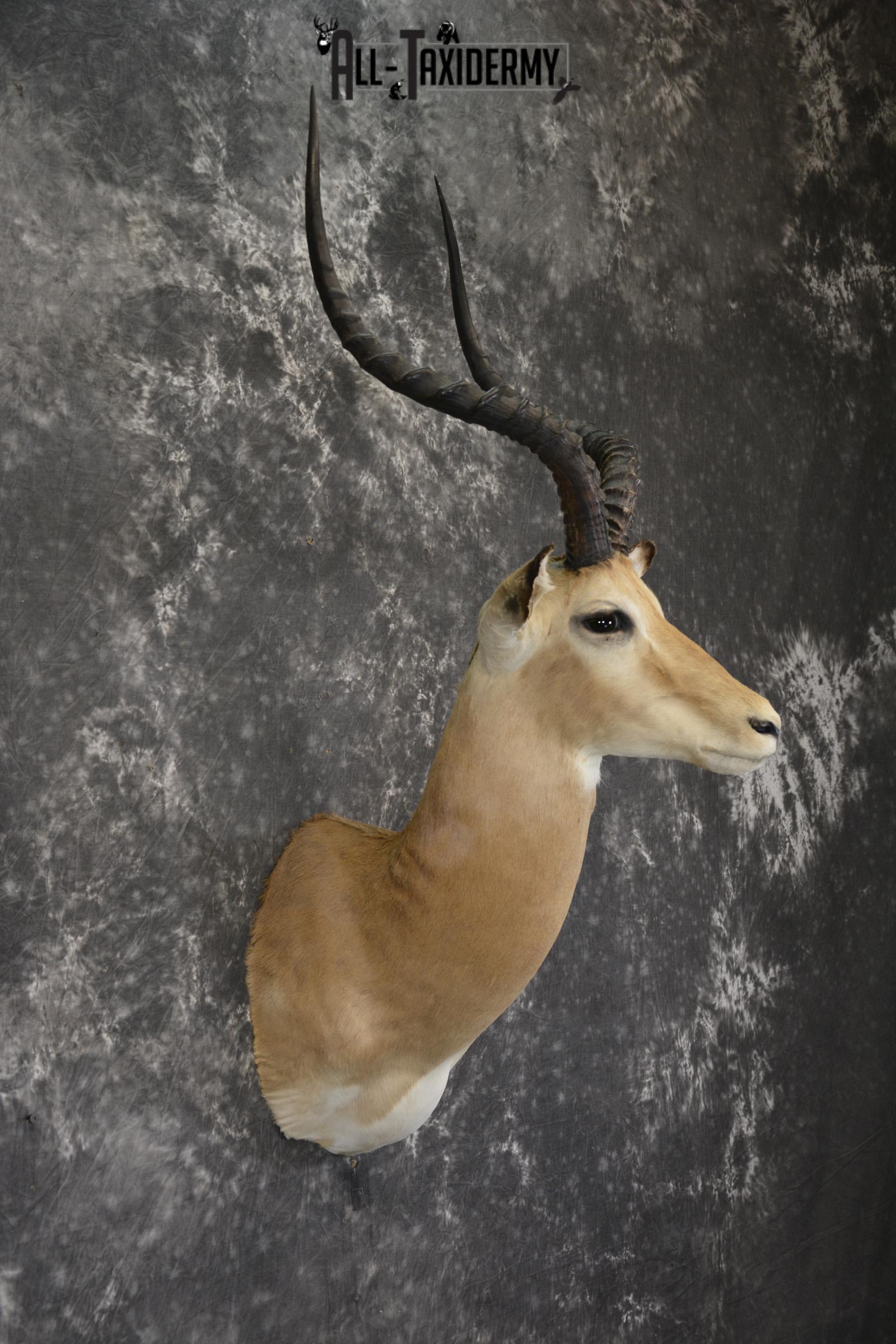 South African Impala taxidermy shoulder mount for sale * SKU 2061 - Image 5