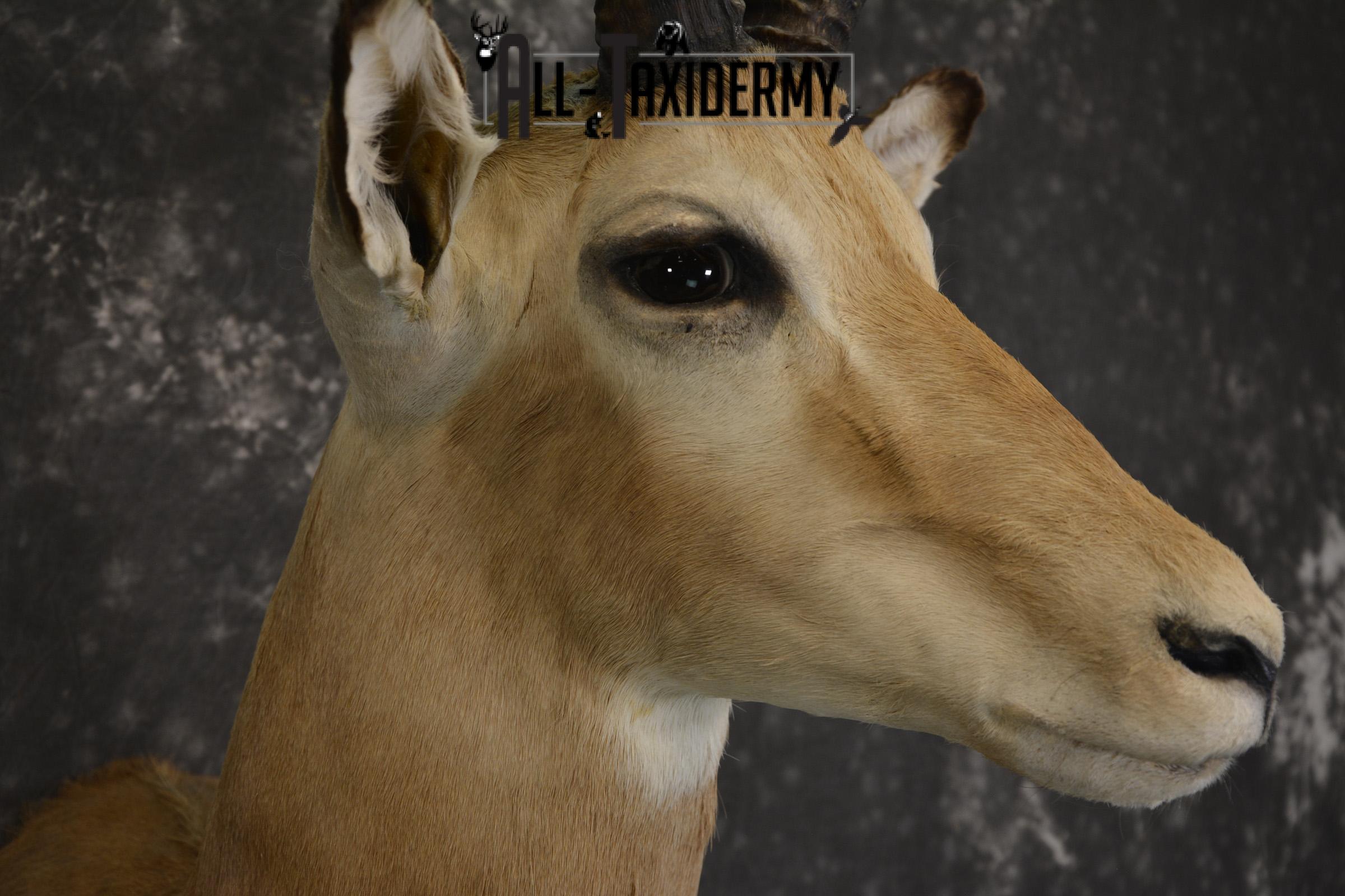 South African Impala taxidermy shoulder mount for sale * SKU 2061 - Image 4