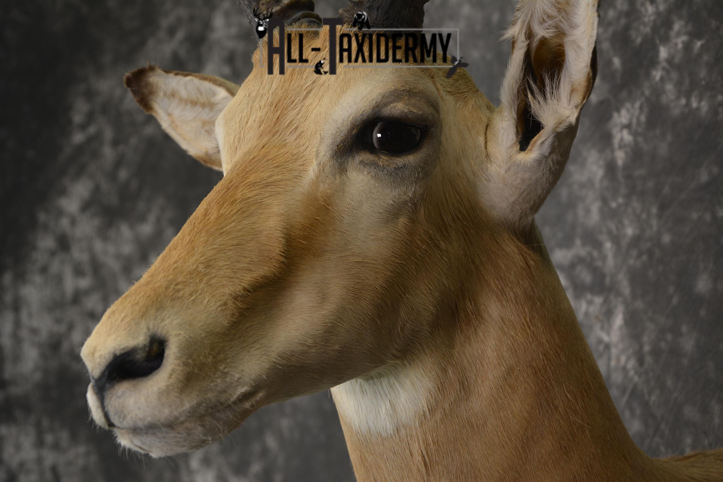 South African Impala taxidermy shoulder mount for sale * SKU 2061 - Image 3