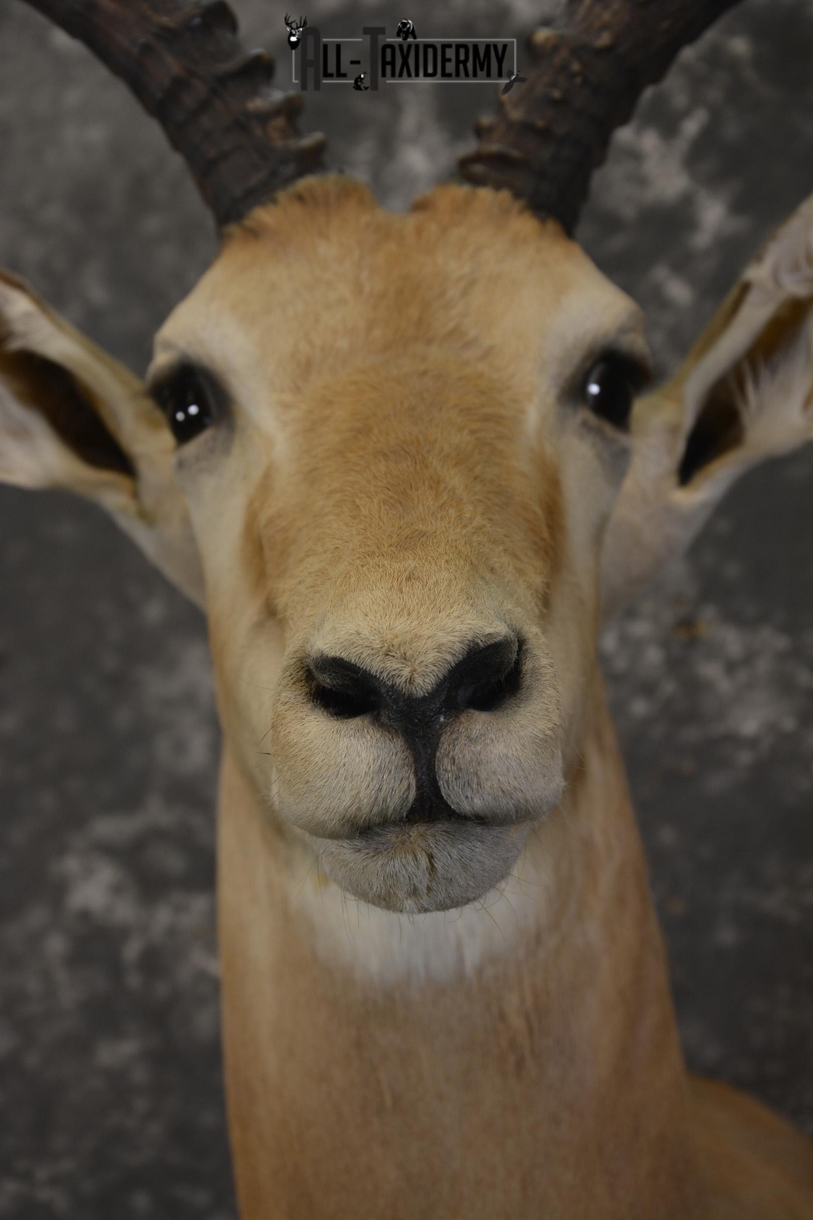 South African Impala taxidermy shoulder mount for sale * SKU 2061 - Image 2