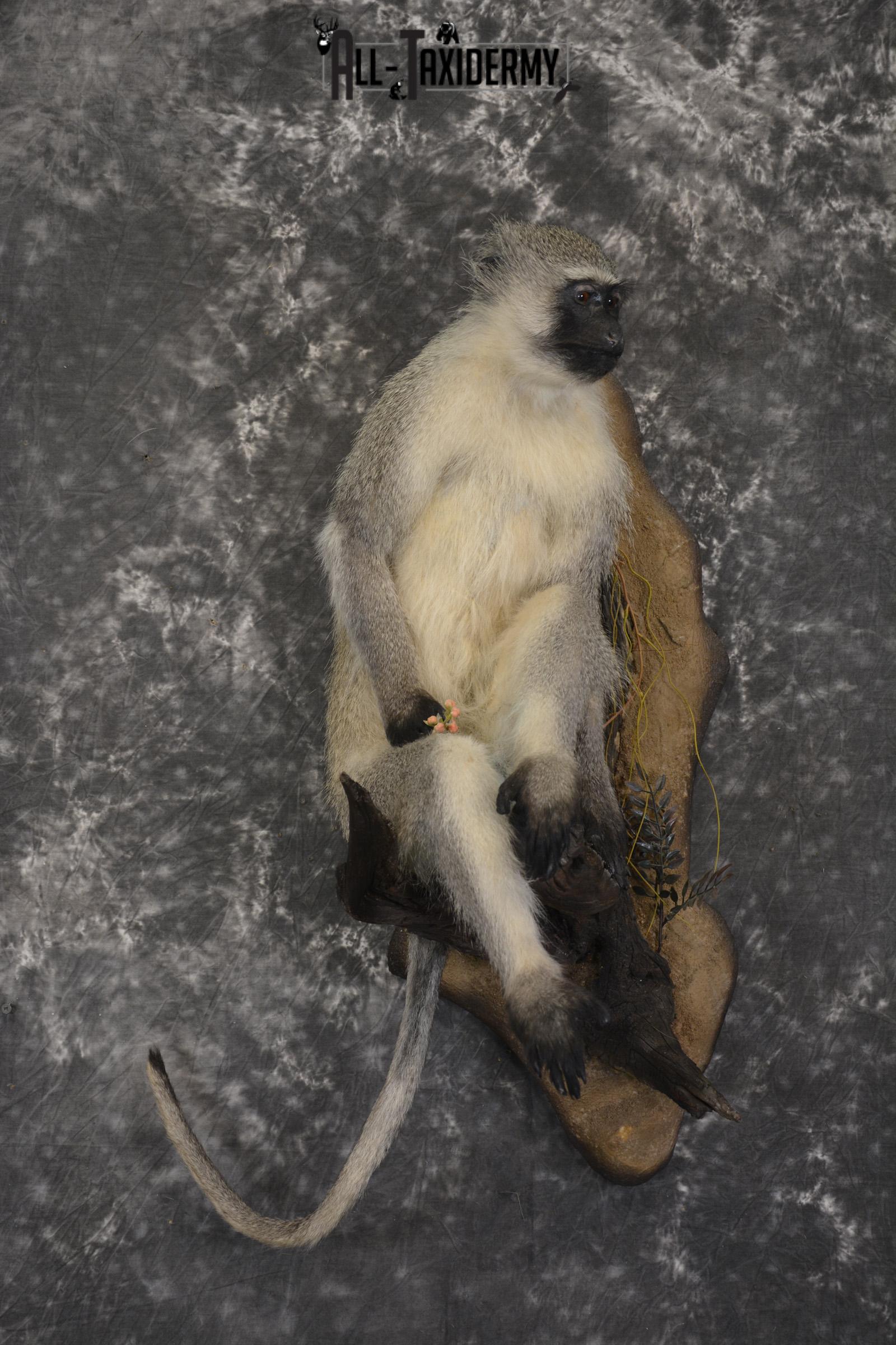 Vervet Monkey full body taxidermy mount for sale * SKU 2062