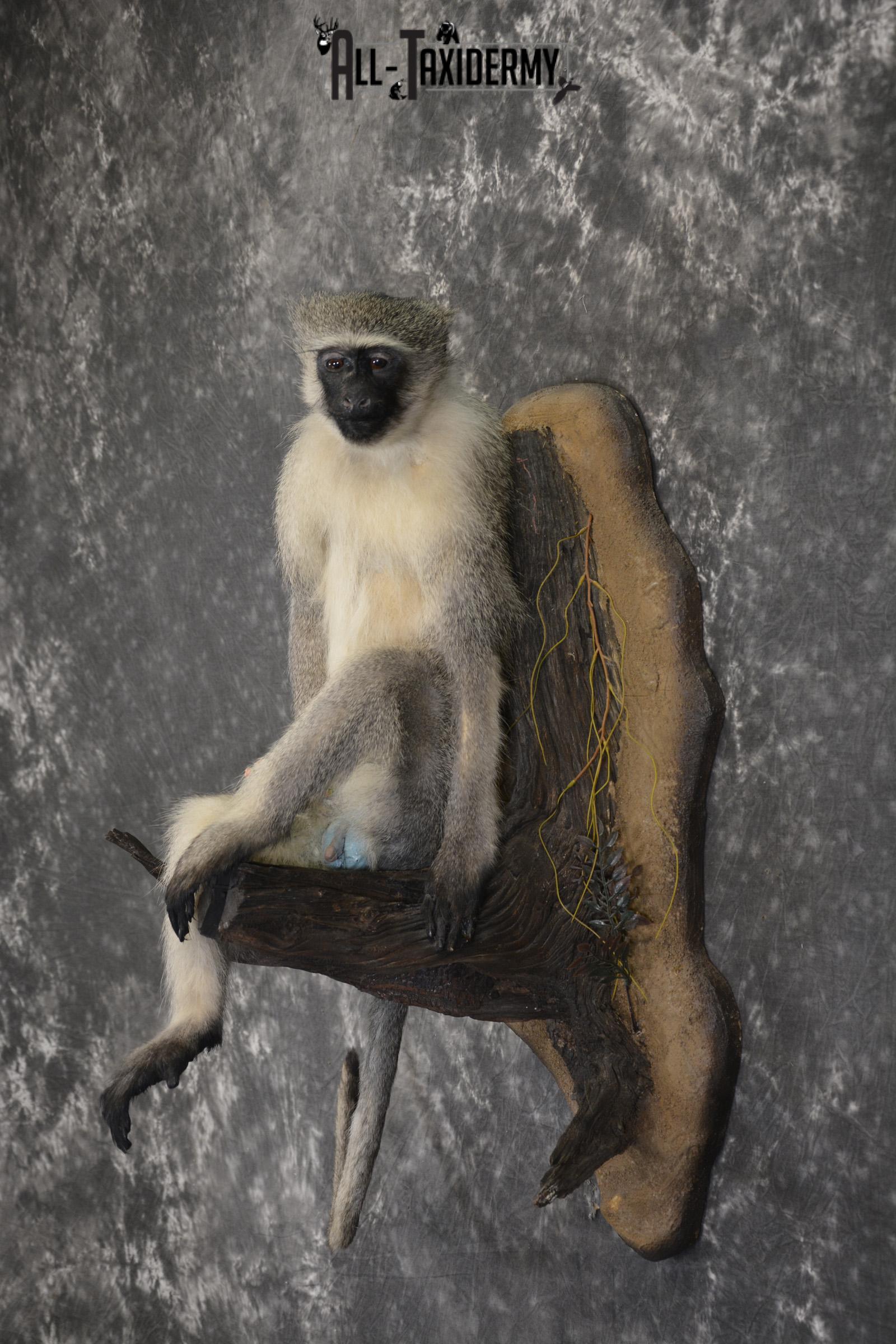 Vervet Monkey full body taxidermy mount for sale * SKU 2062 - Image 7