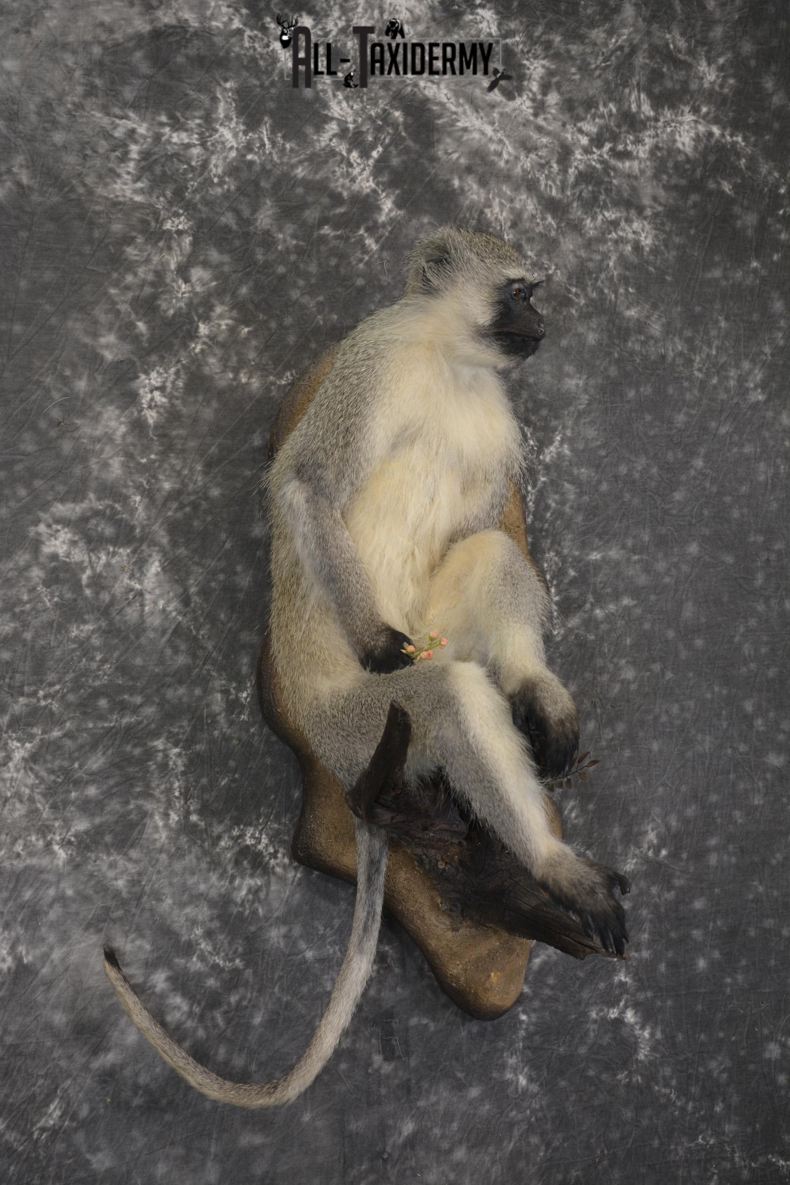 Vervet Monkey full body taxidermy mount for sale * SKU 2062 - Image 6
