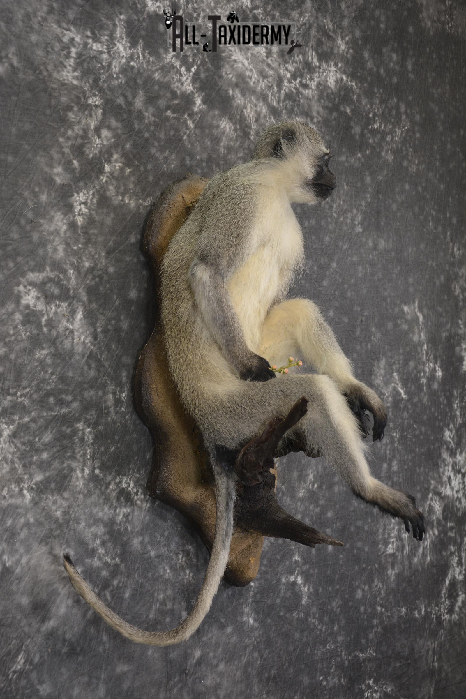 Vervet Monkey full body taxidermy mount for sale * SKU 2062 - Image 5