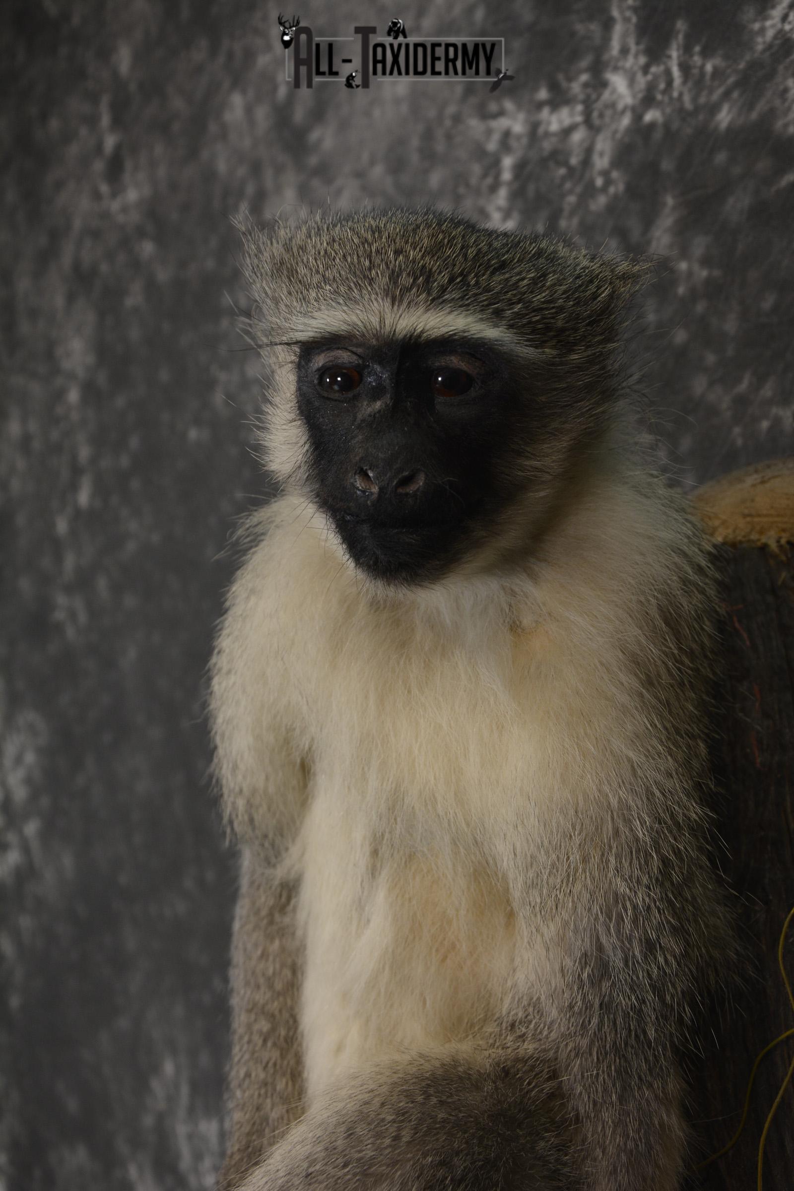 Vervet Monkey full body taxidermy mount for sale * SKU 2062 - Image 4