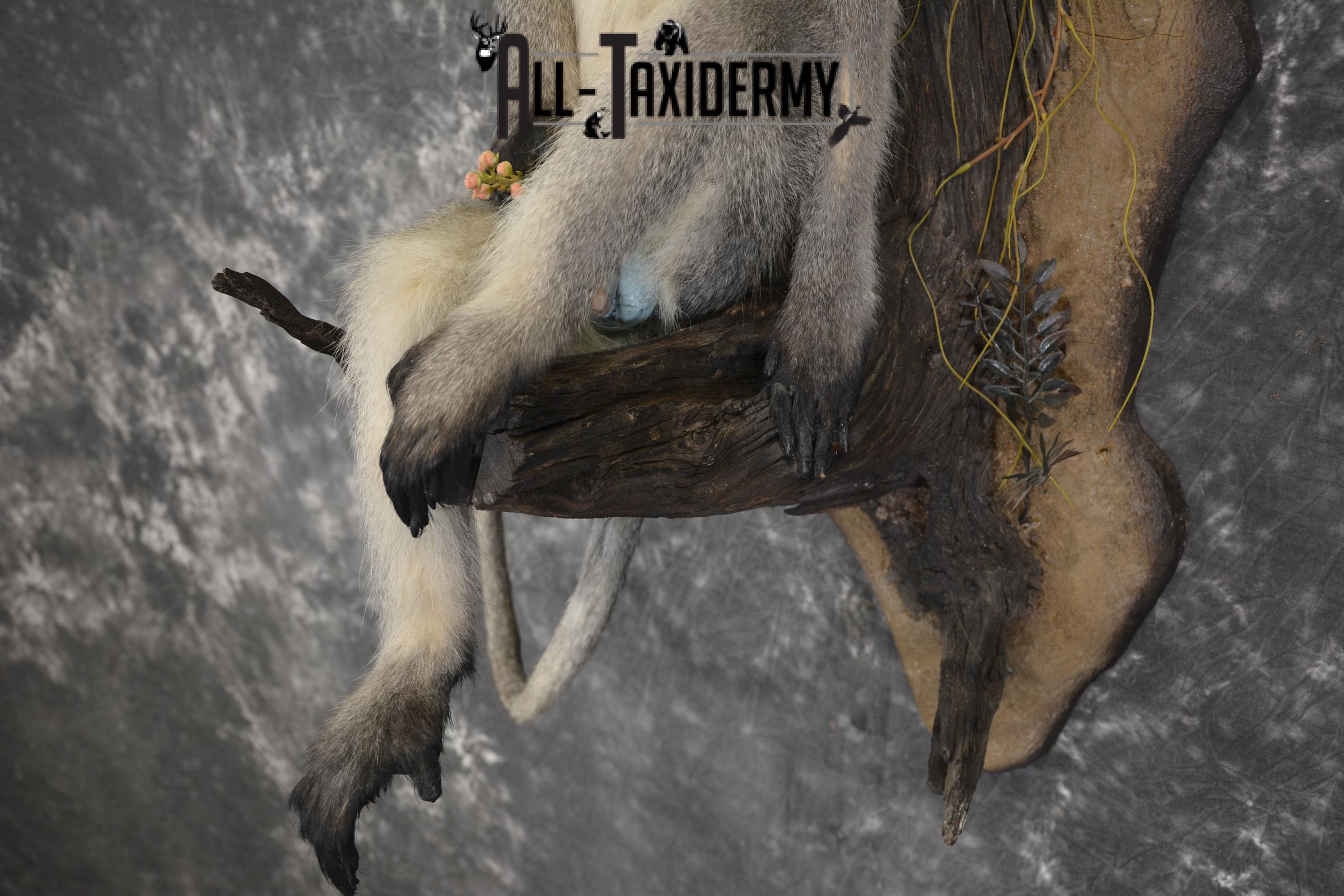 Vervet Monkey full body taxidermy mount for sale * SKU 2062 - Image 3