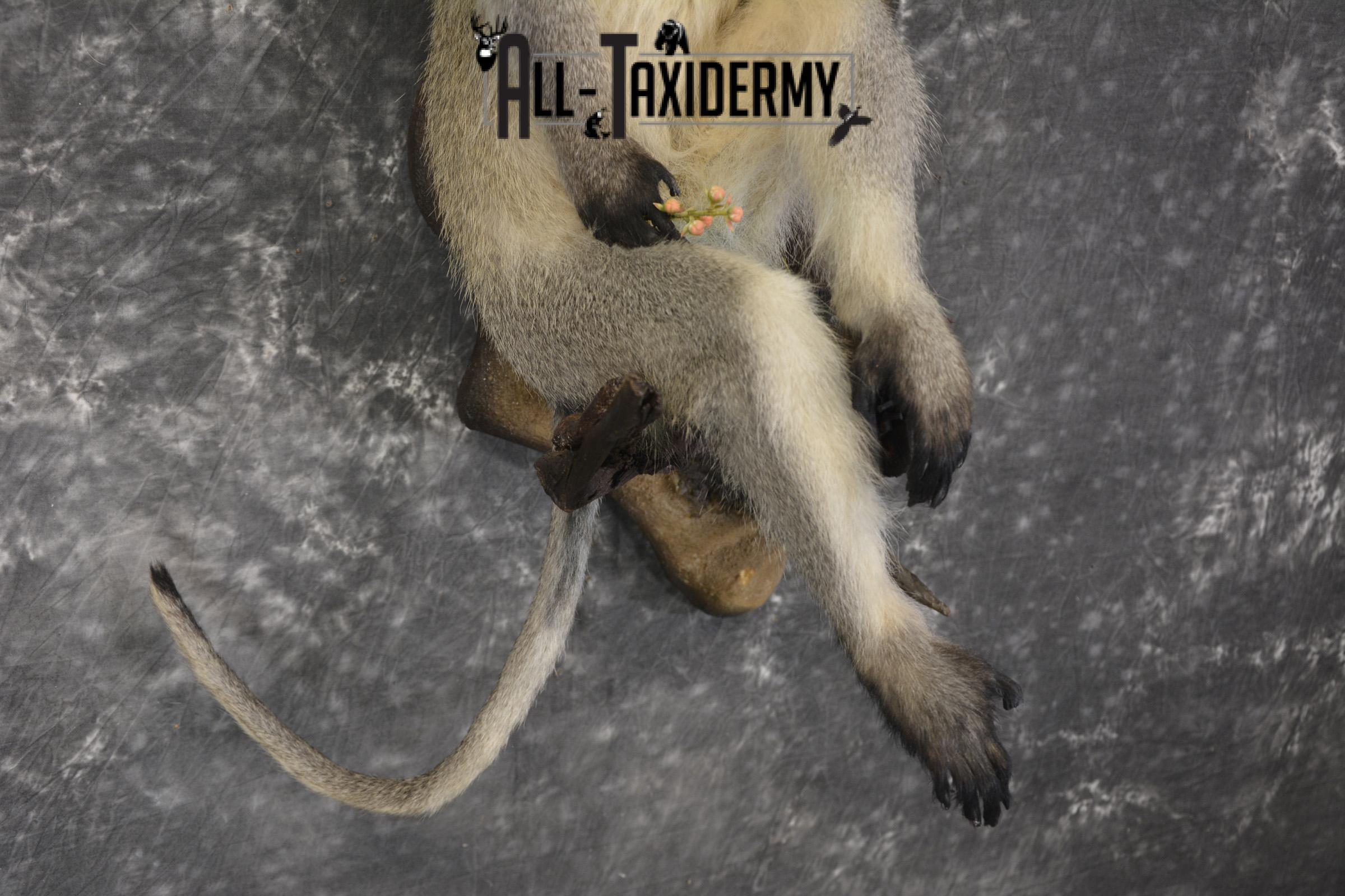 Vervet Monkey full body taxidermy mount for sale * SKU 2062 - Image 2