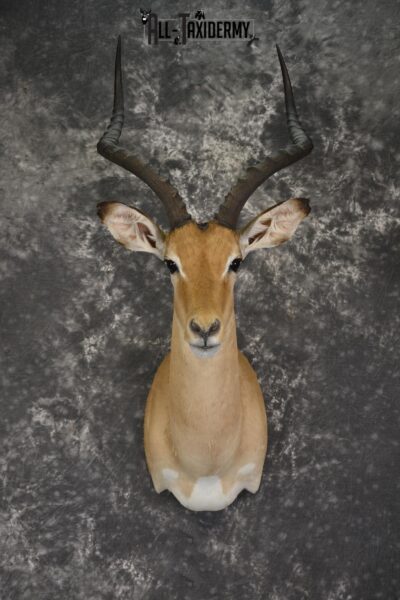 African Impala taxidermy shoulder mount for sale * SKU 2060
