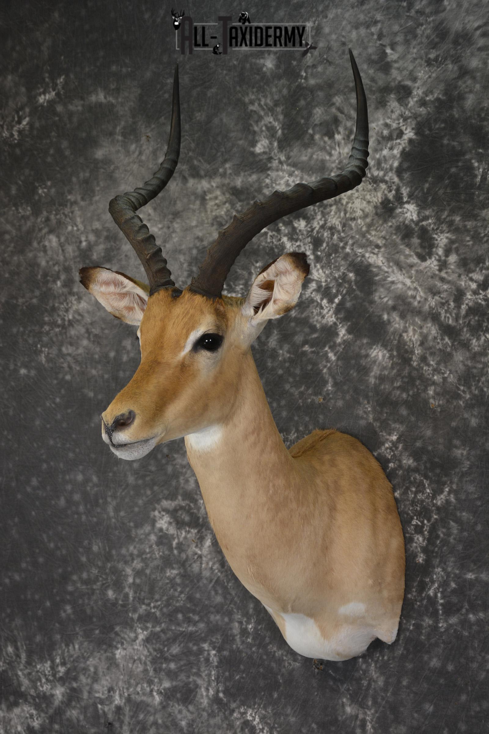African Impala taxidermy shoulder mount for sale * SKU 2060 - Image 8