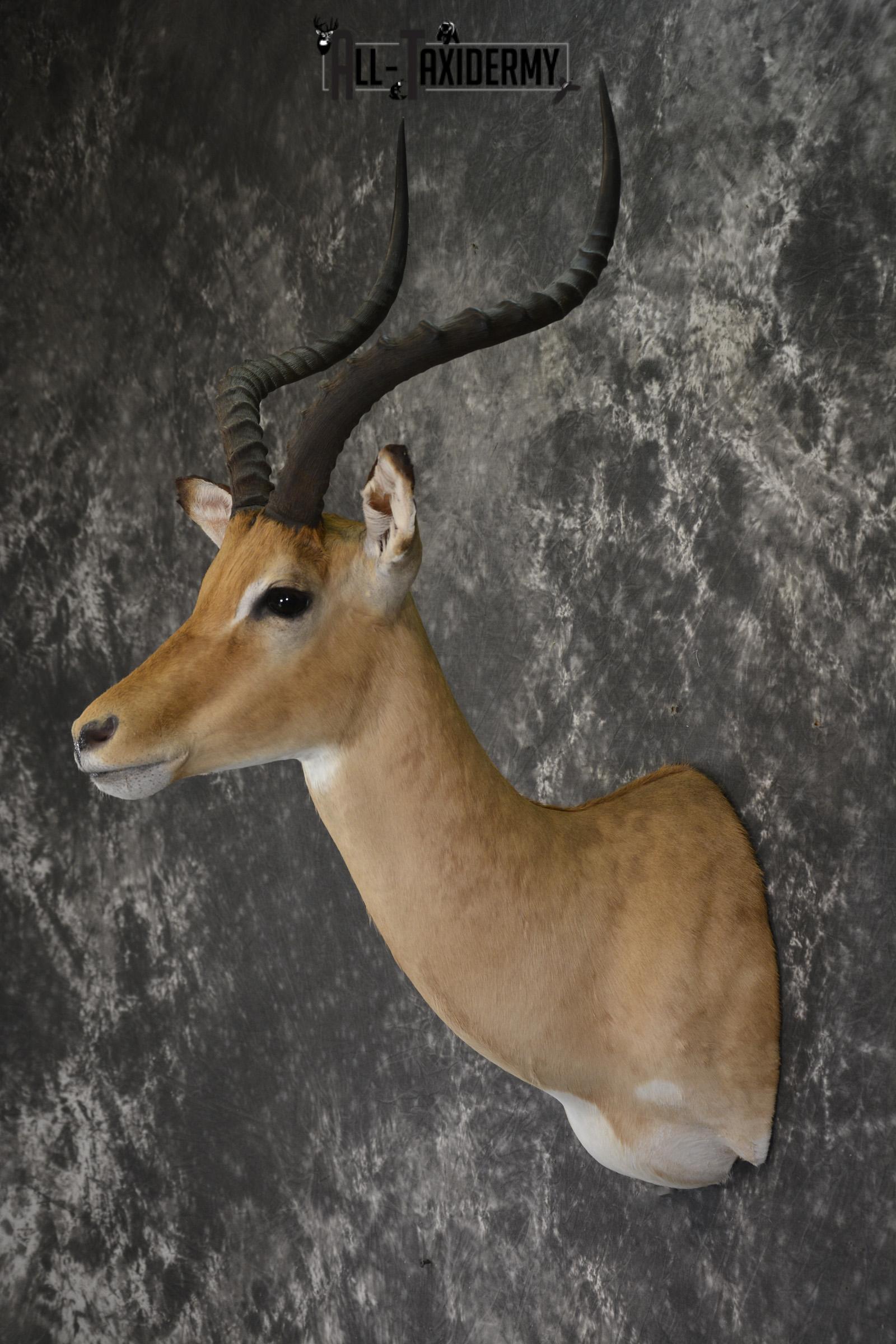 African Impala taxidermy shoulder mount for sale * SKU 2060 - Image 7