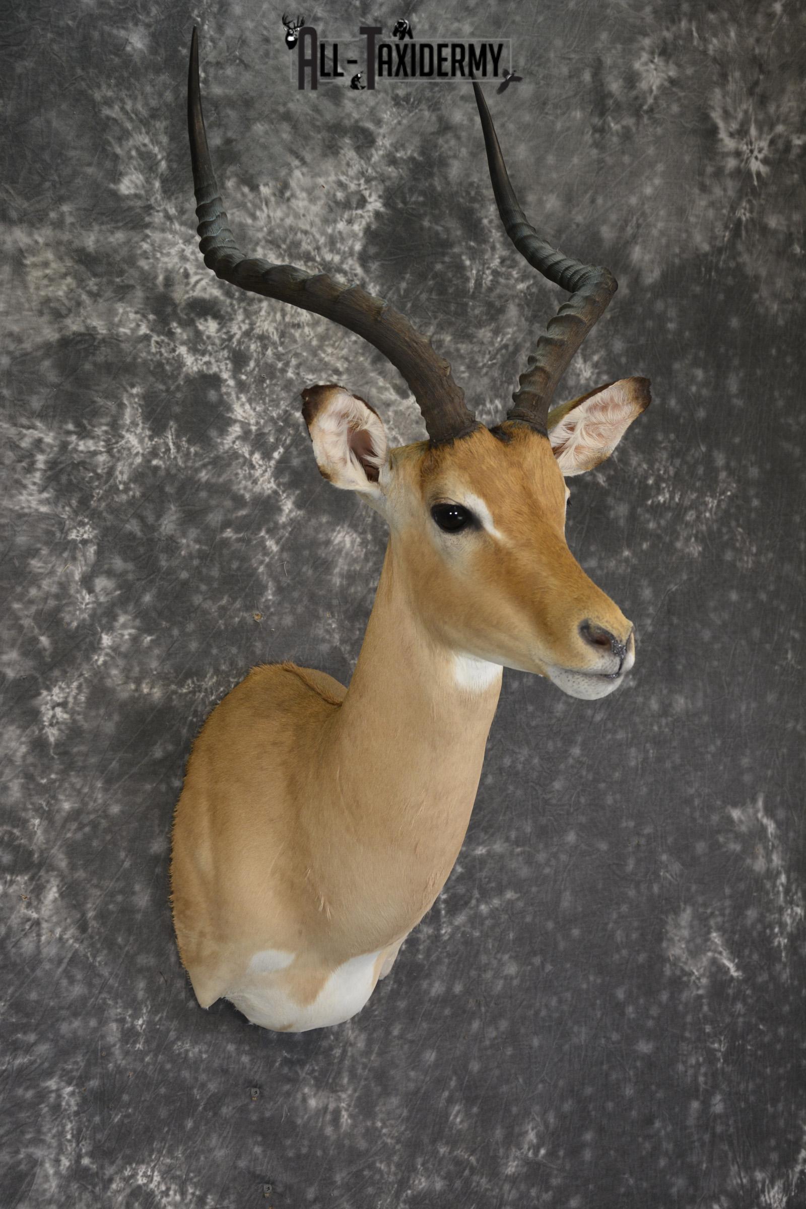 African Impala taxidermy shoulder mount for sale * SKU 2060 - Image 6