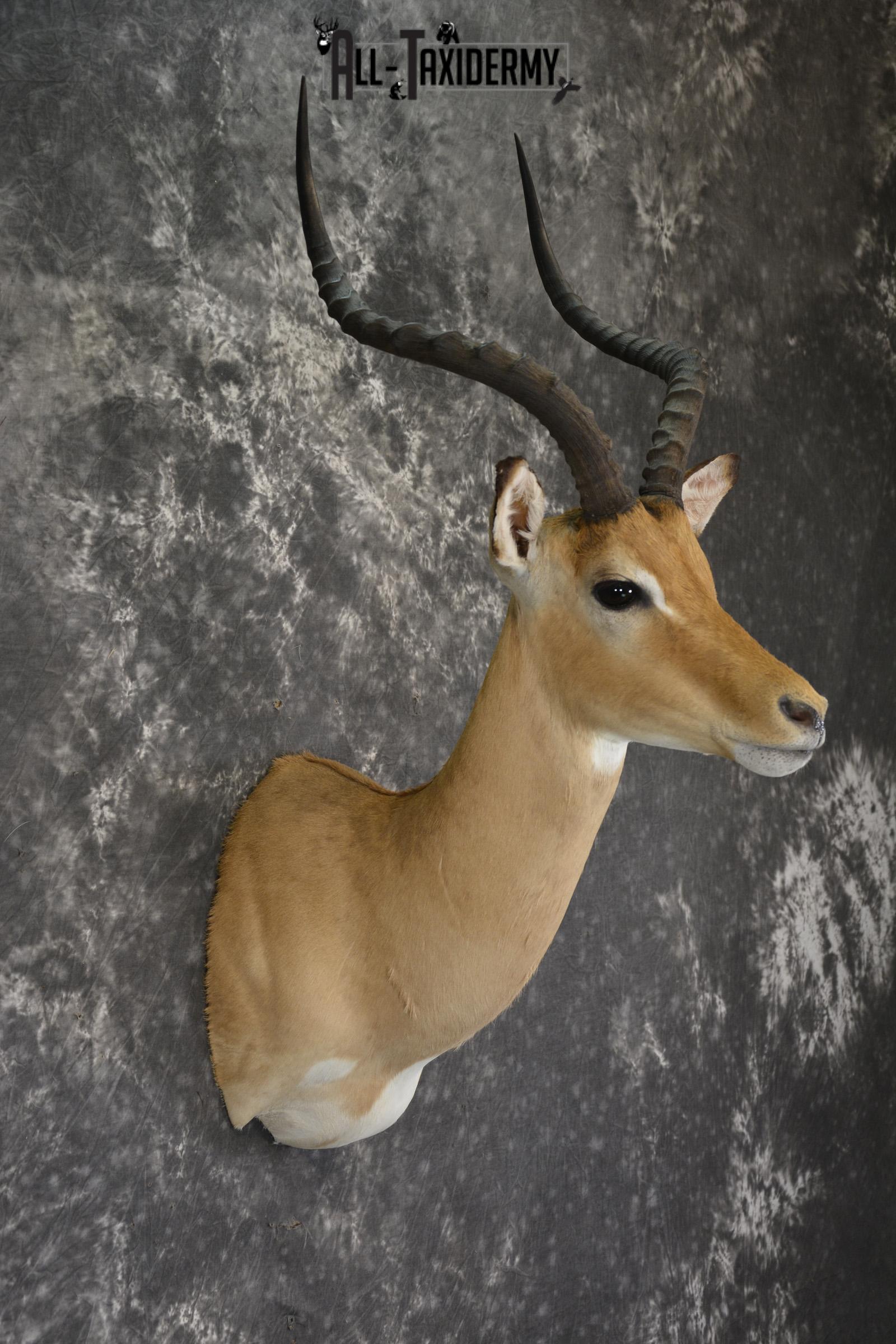 African Impala taxidermy shoulder mount for sale * SKU 2060 - Image 5