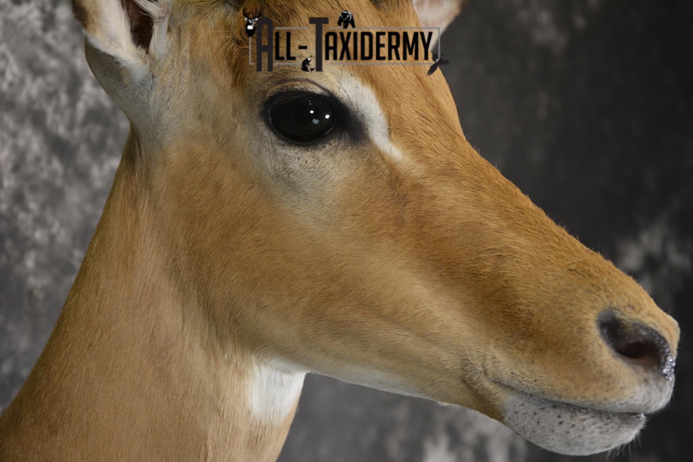 African Impala taxidermy shoulder mount for sale * SKU 2060 - Image 4