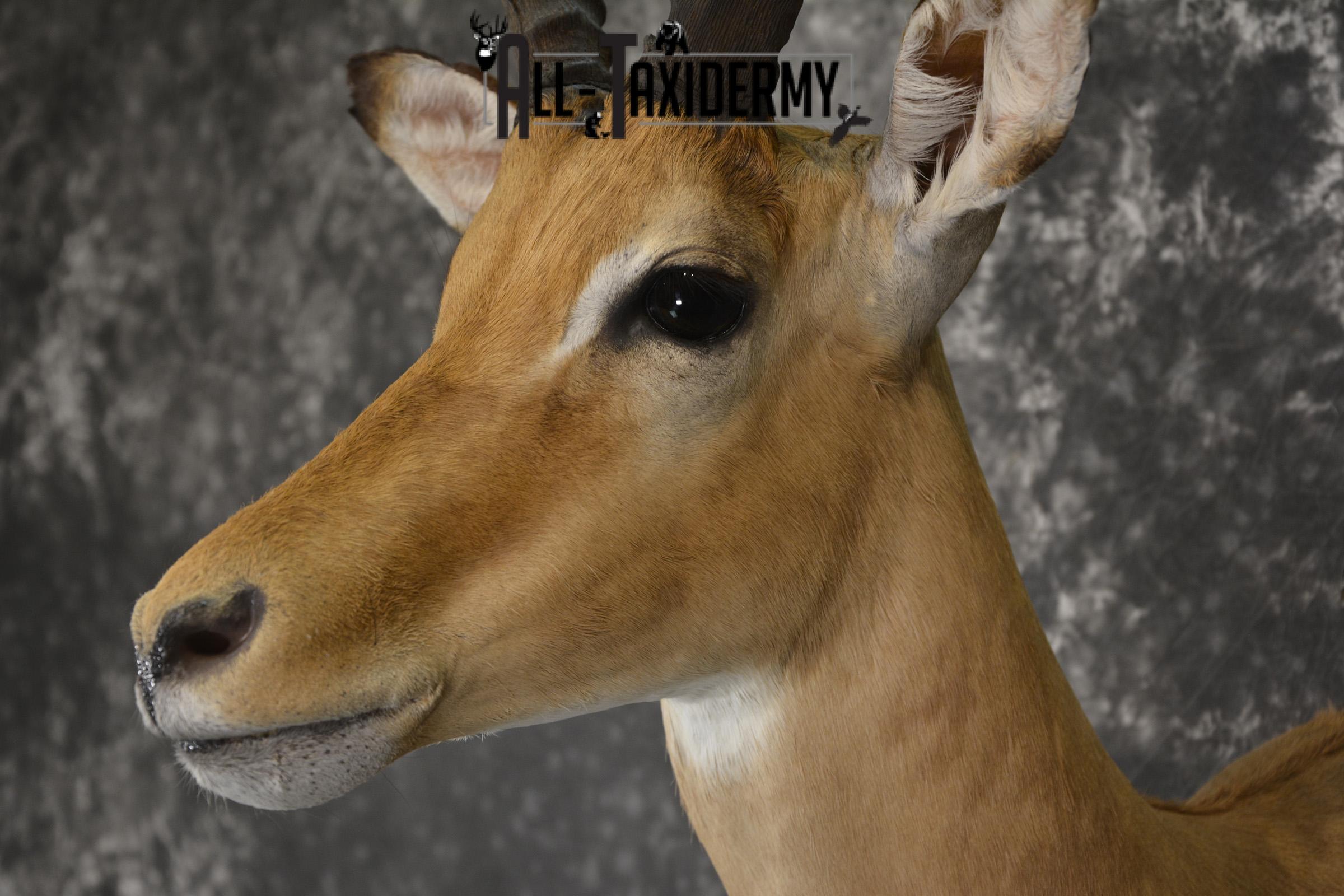 African Impala taxidermy shoulder mount for sale * SKU 2060 - Image 3