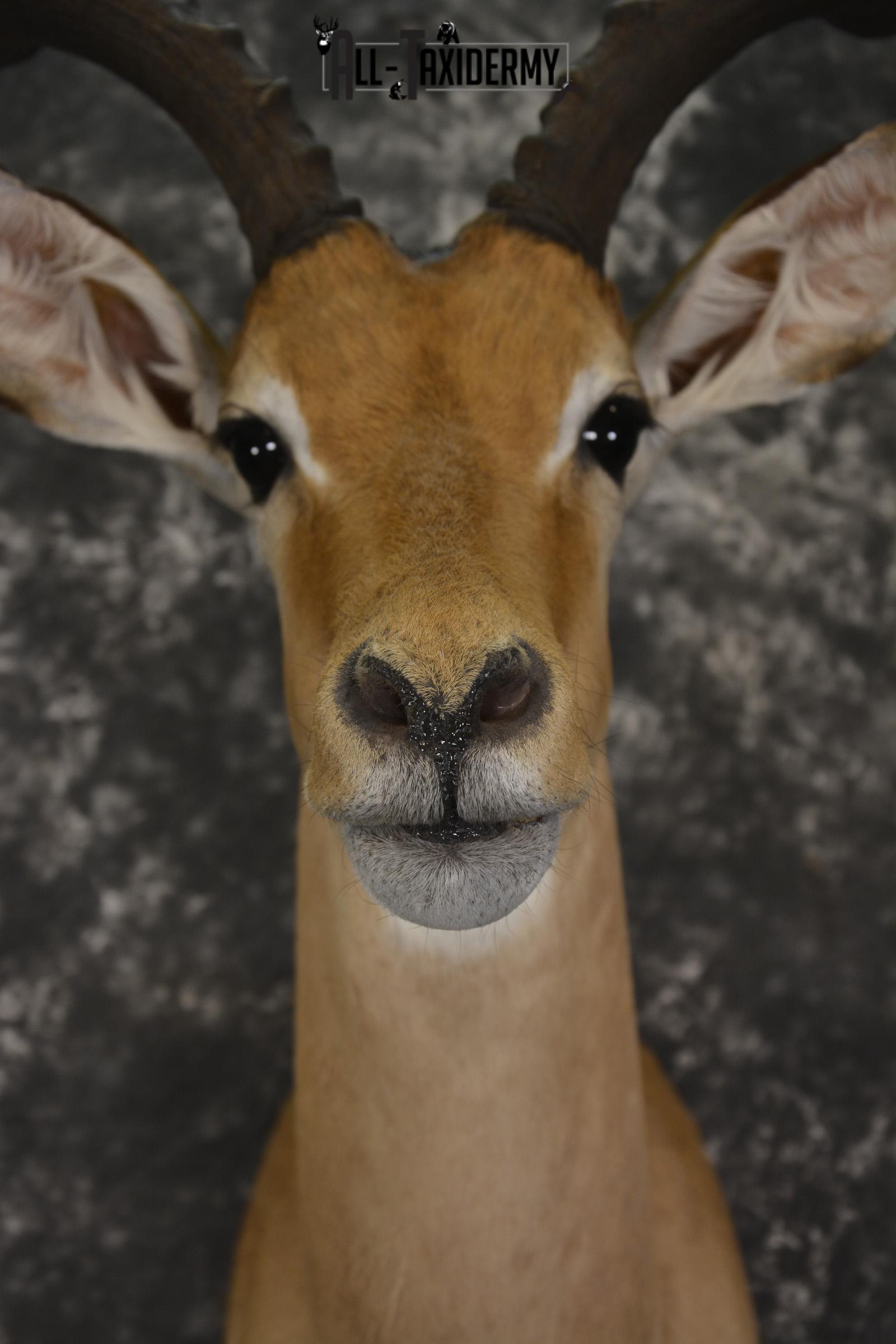 African Impala taxidermy shoulder mount for sale * SKU 2060 - Image 2